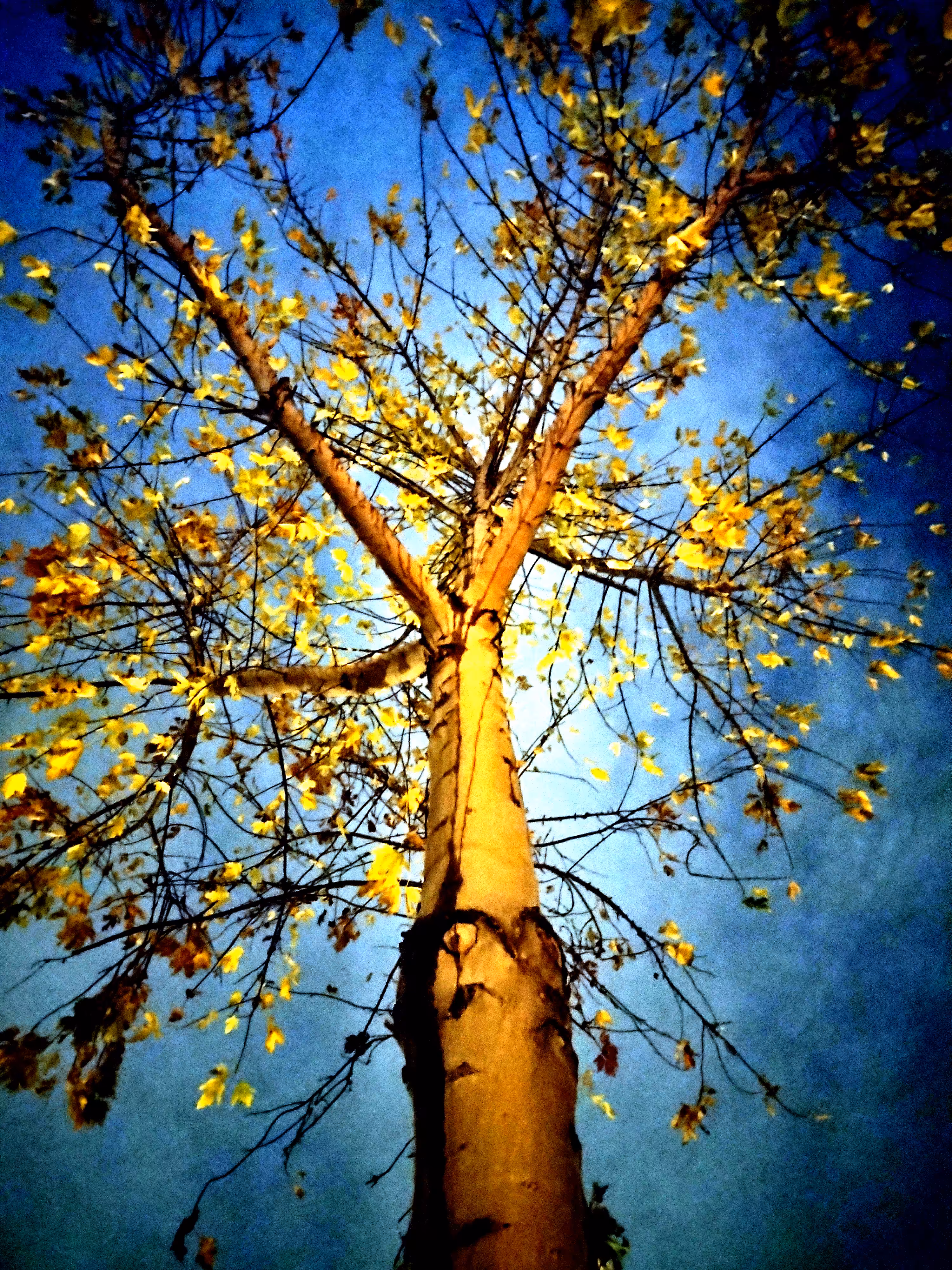 Rodeo posts: The Tree