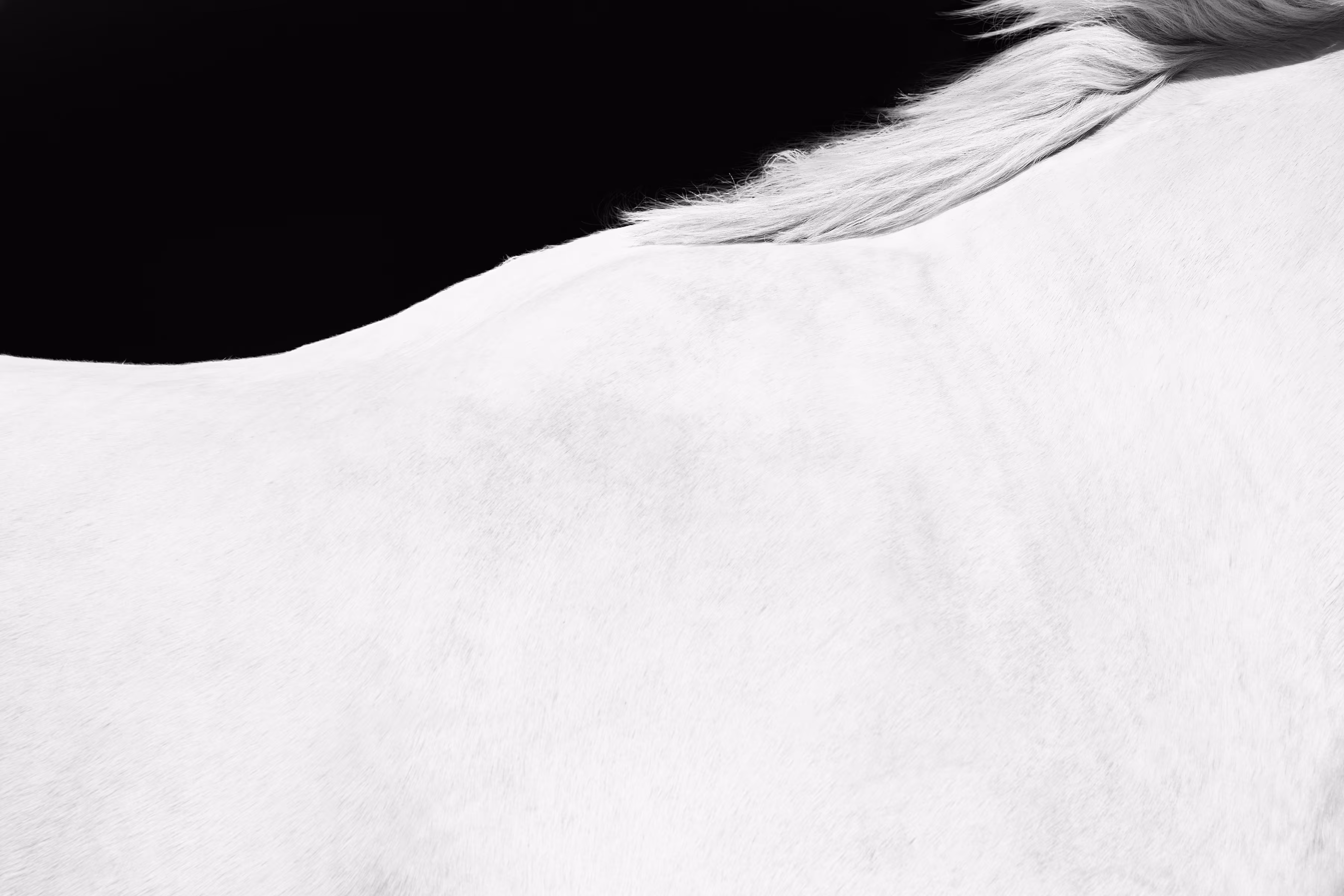 White Horse Detail 2
