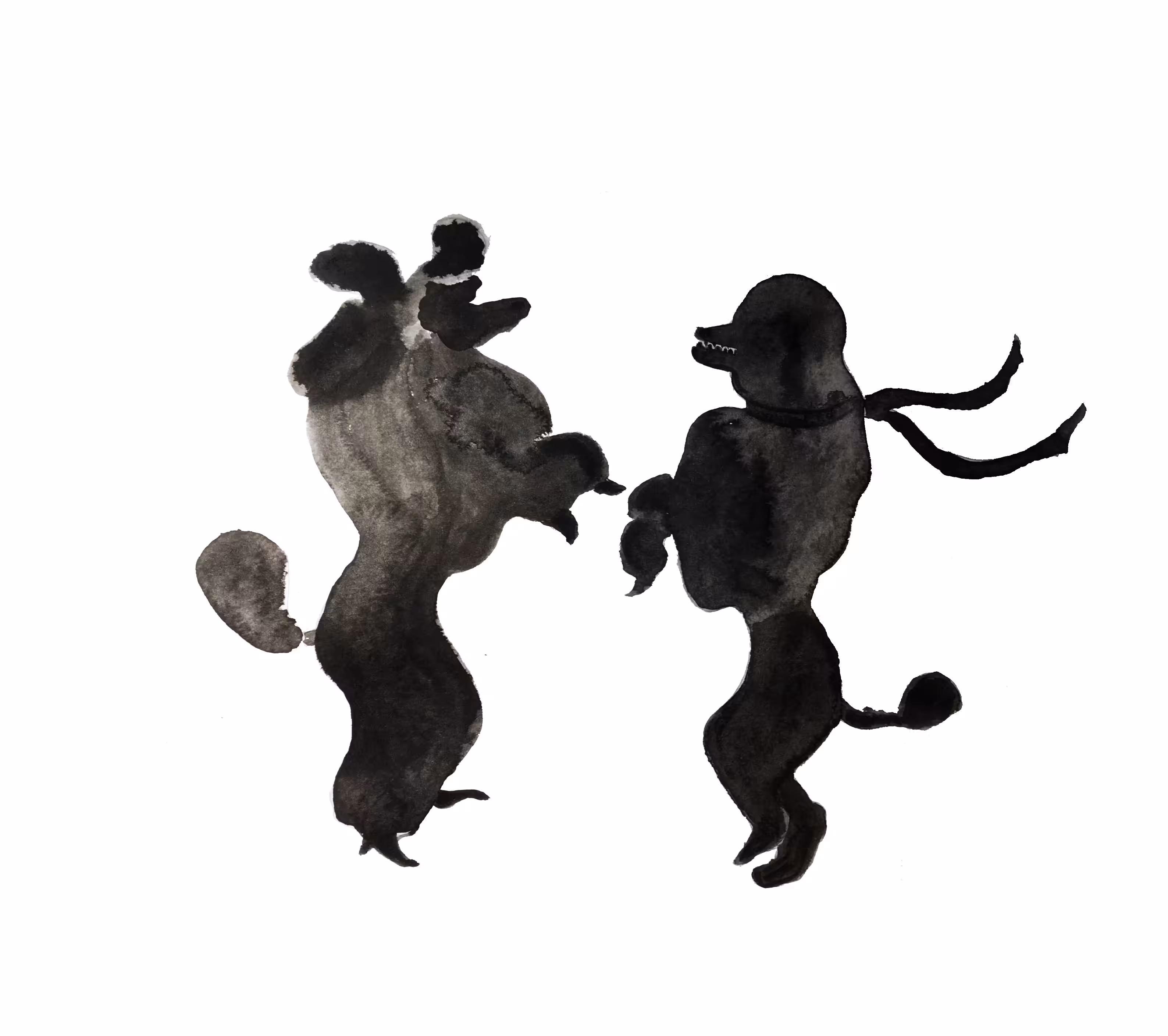 Two dancing poodles