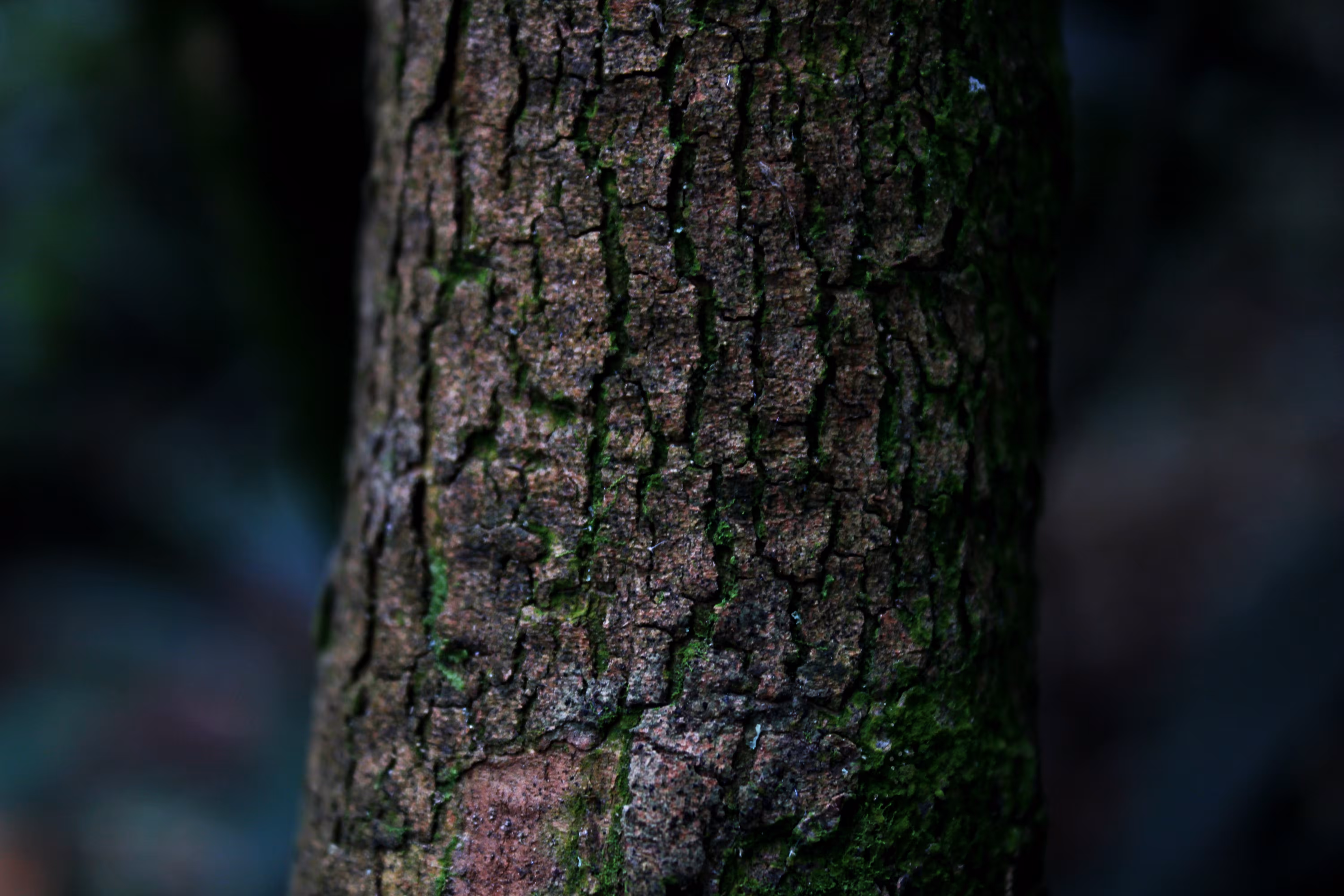 Natural texture