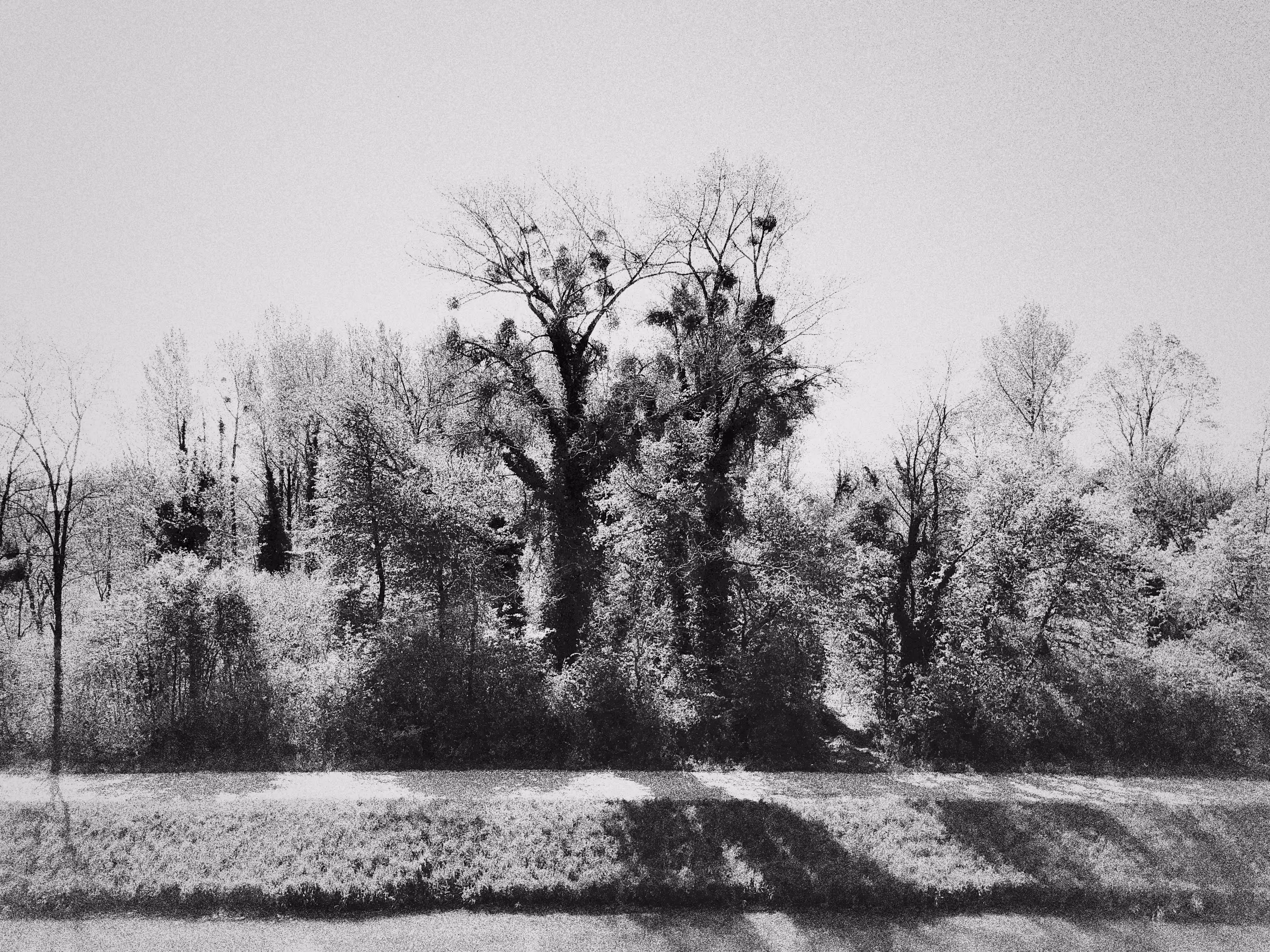 Tree Brothers