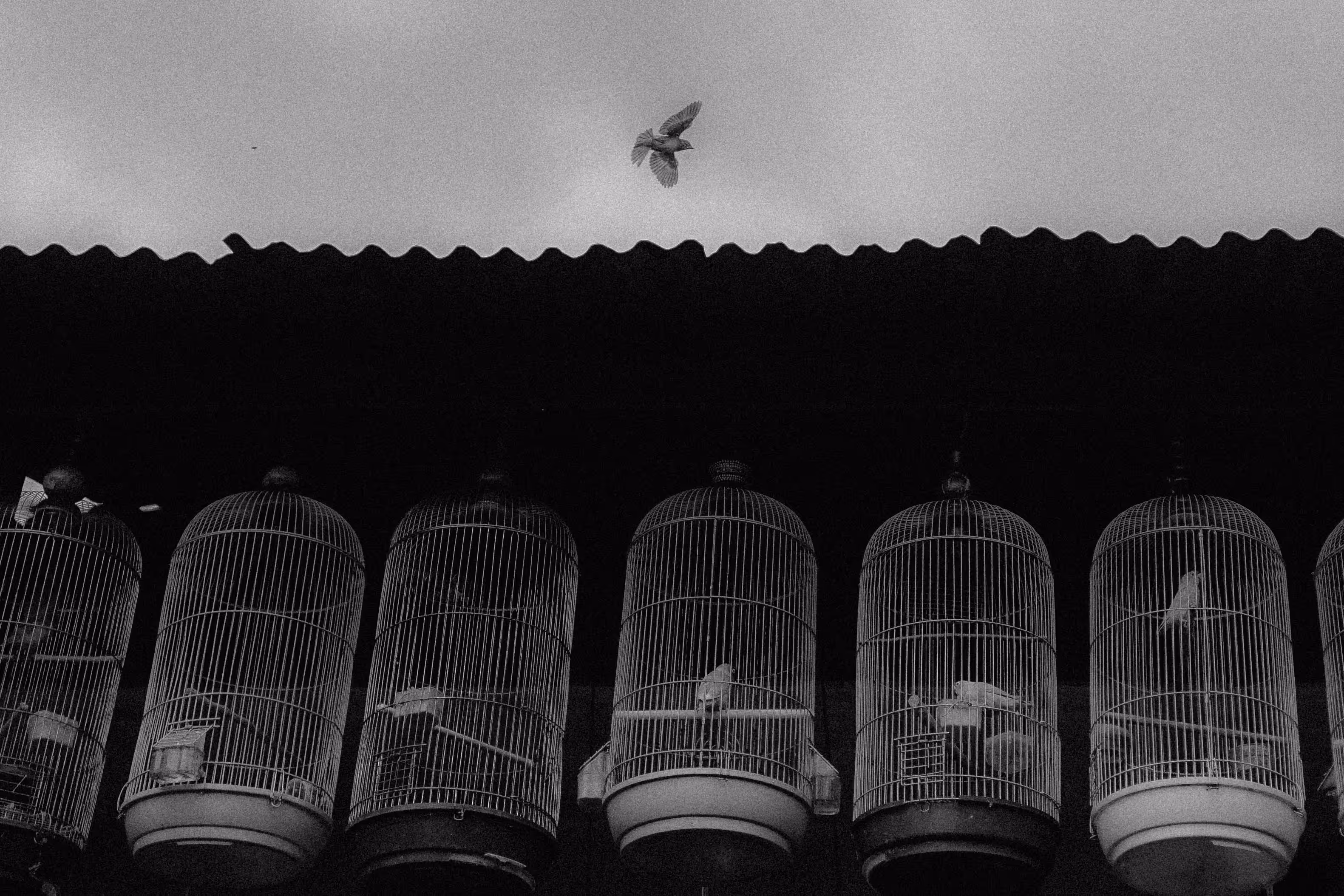 Fly Free