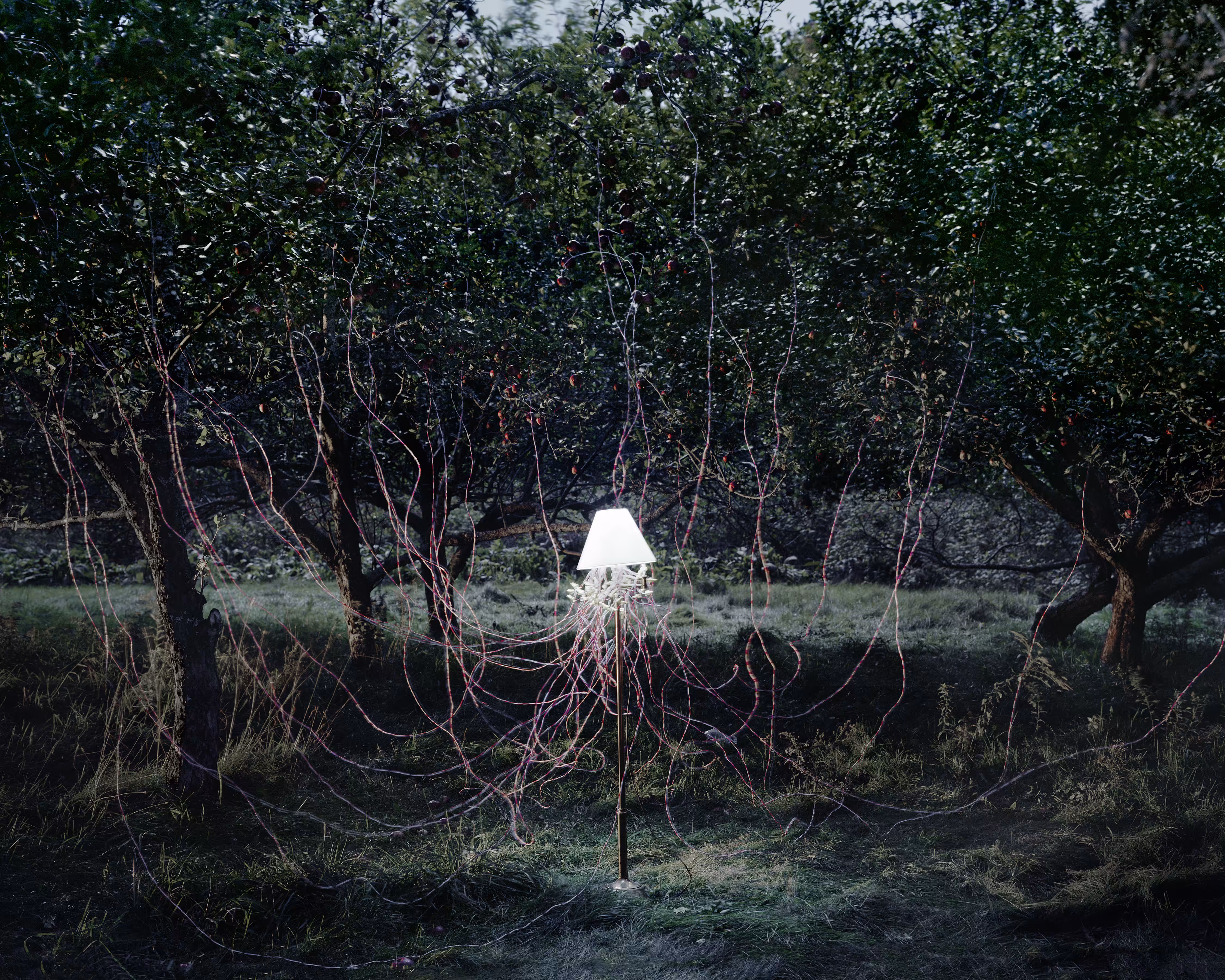 Back to Light - Apple Trees and LEDs, 2011