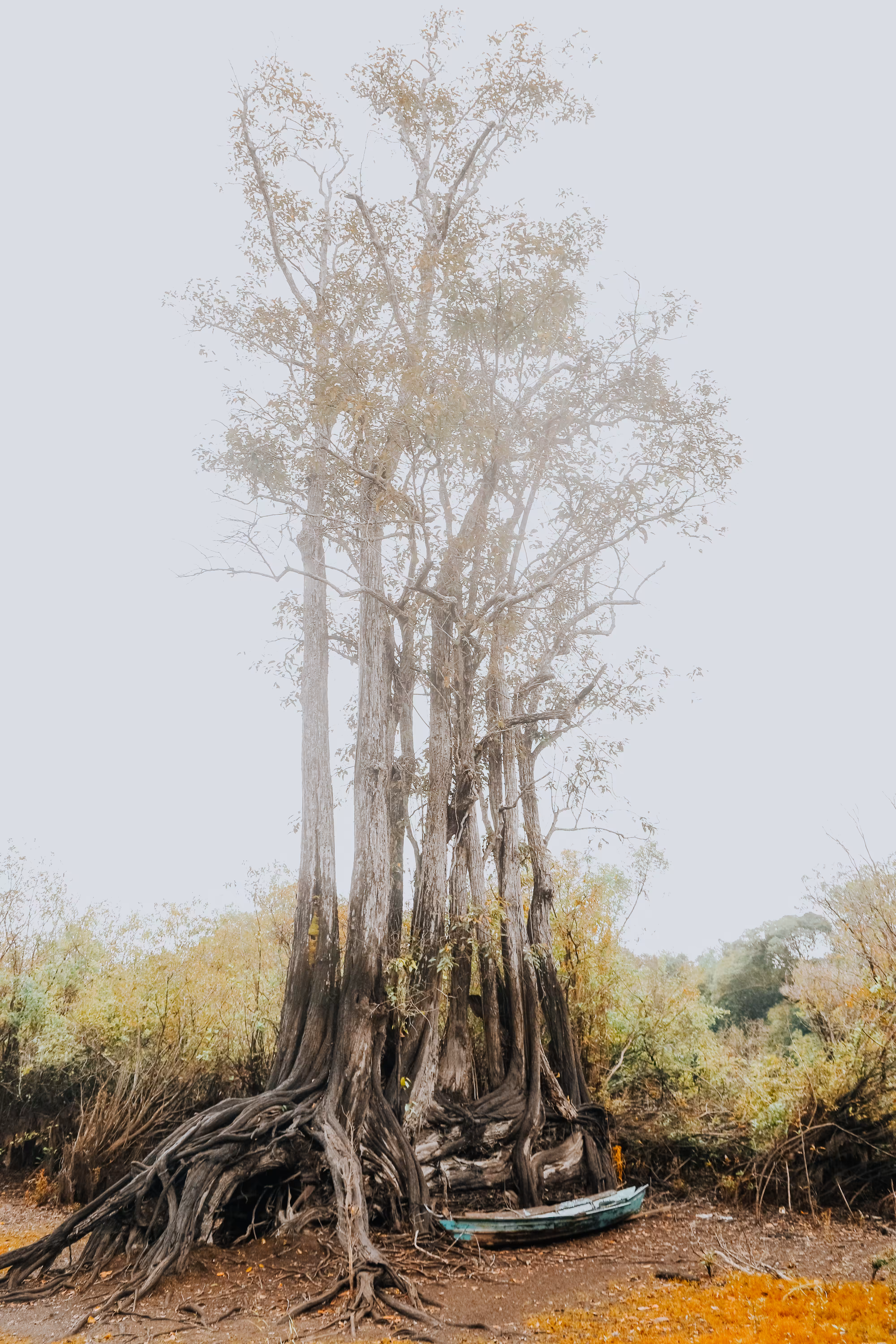 DRY NATURE