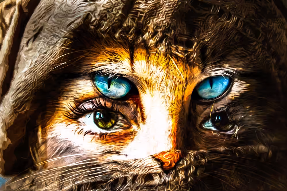Feline Feminine Focus