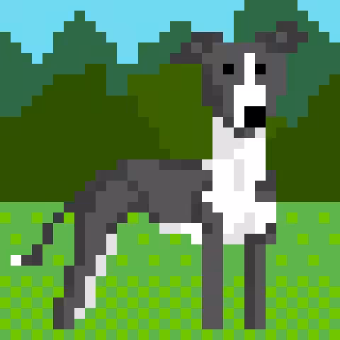 Whippet