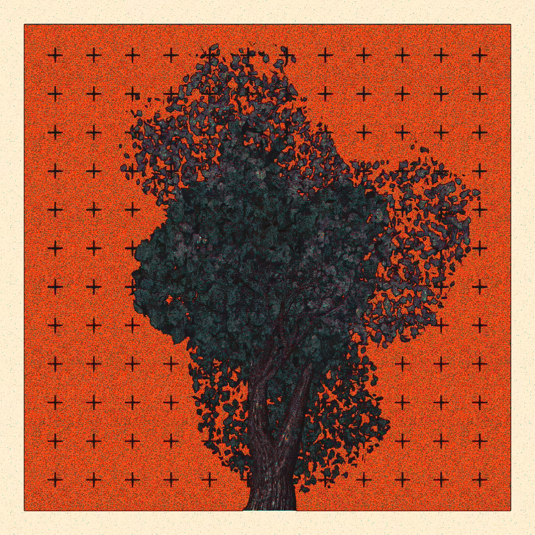 _argania[primaria] #164