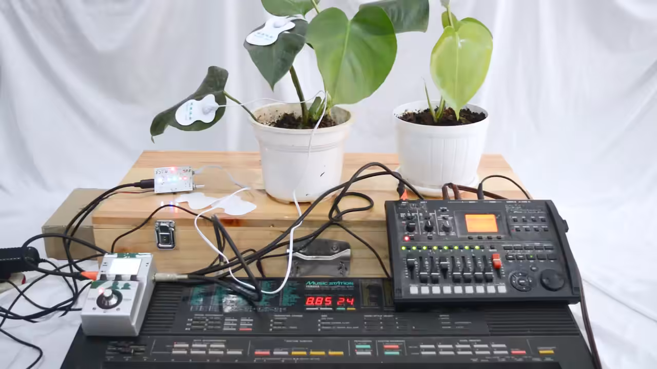 Sound of Monstera Deliciosa