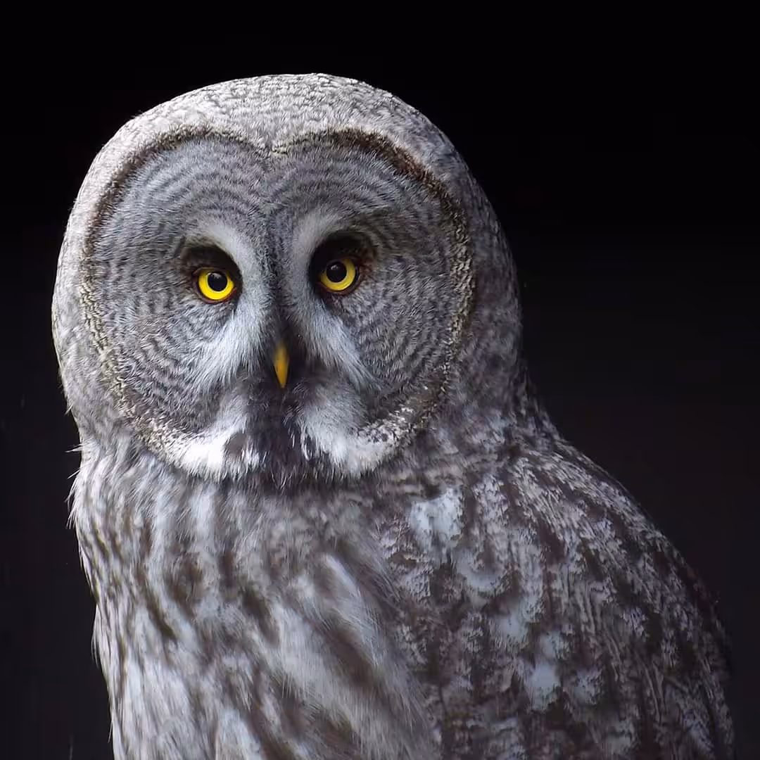 The stare