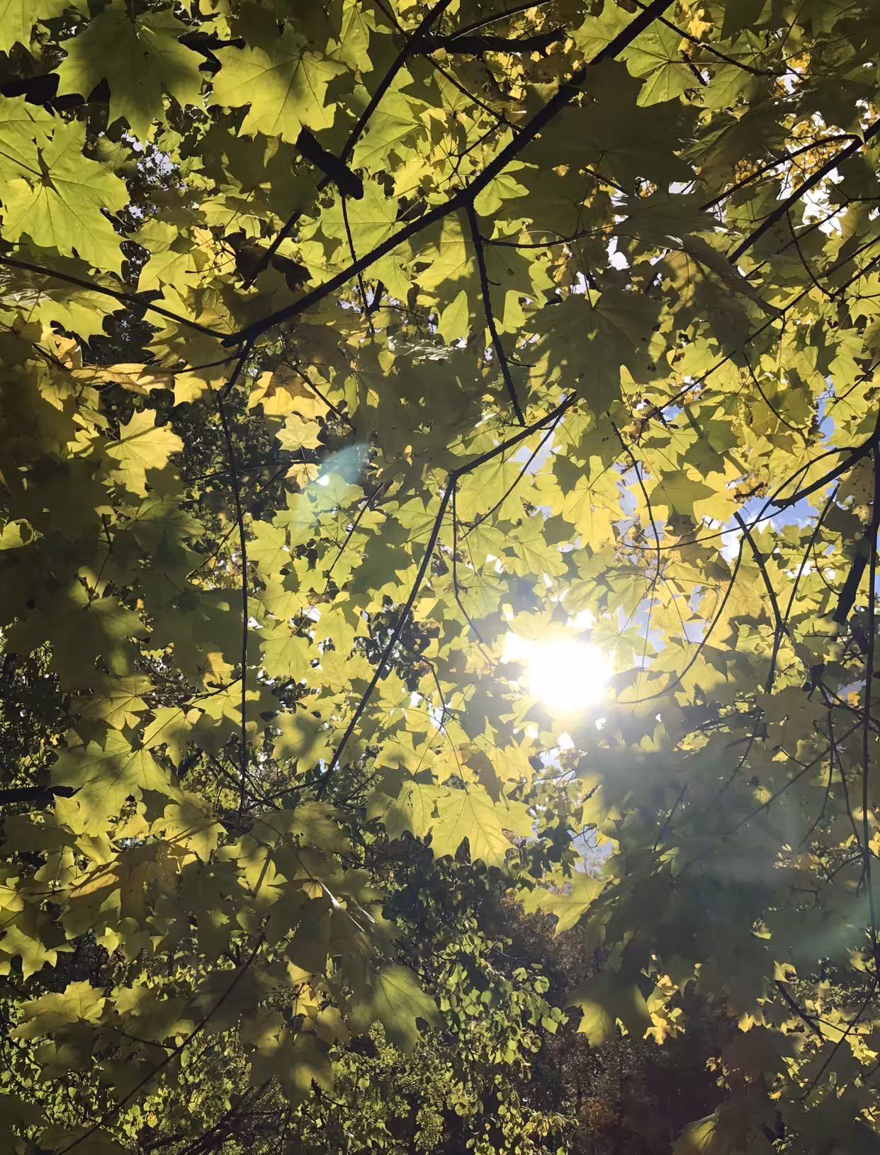 Sunlighte