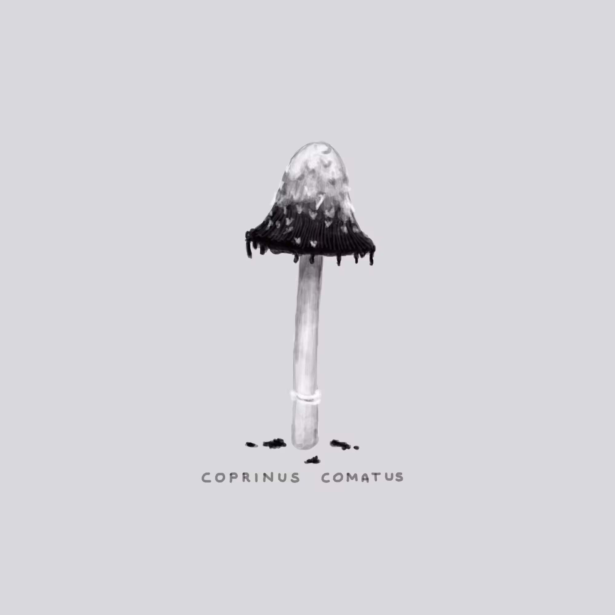 #11 DISGUSTING - Coprinus Comatus