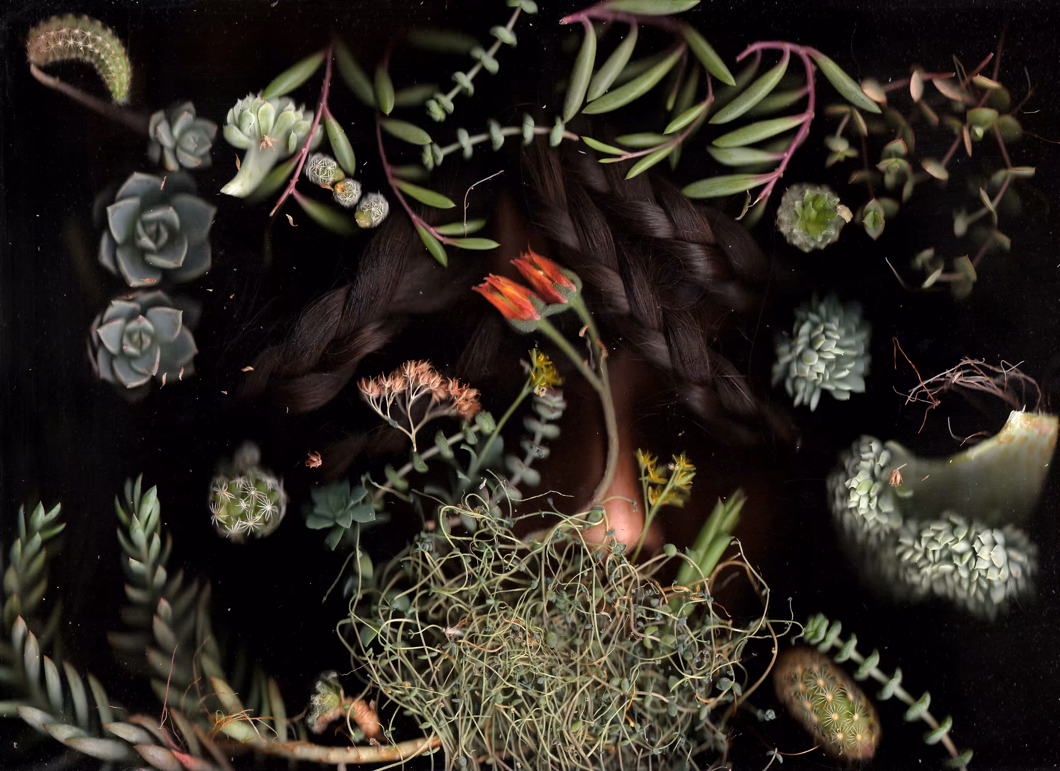 Succulents
