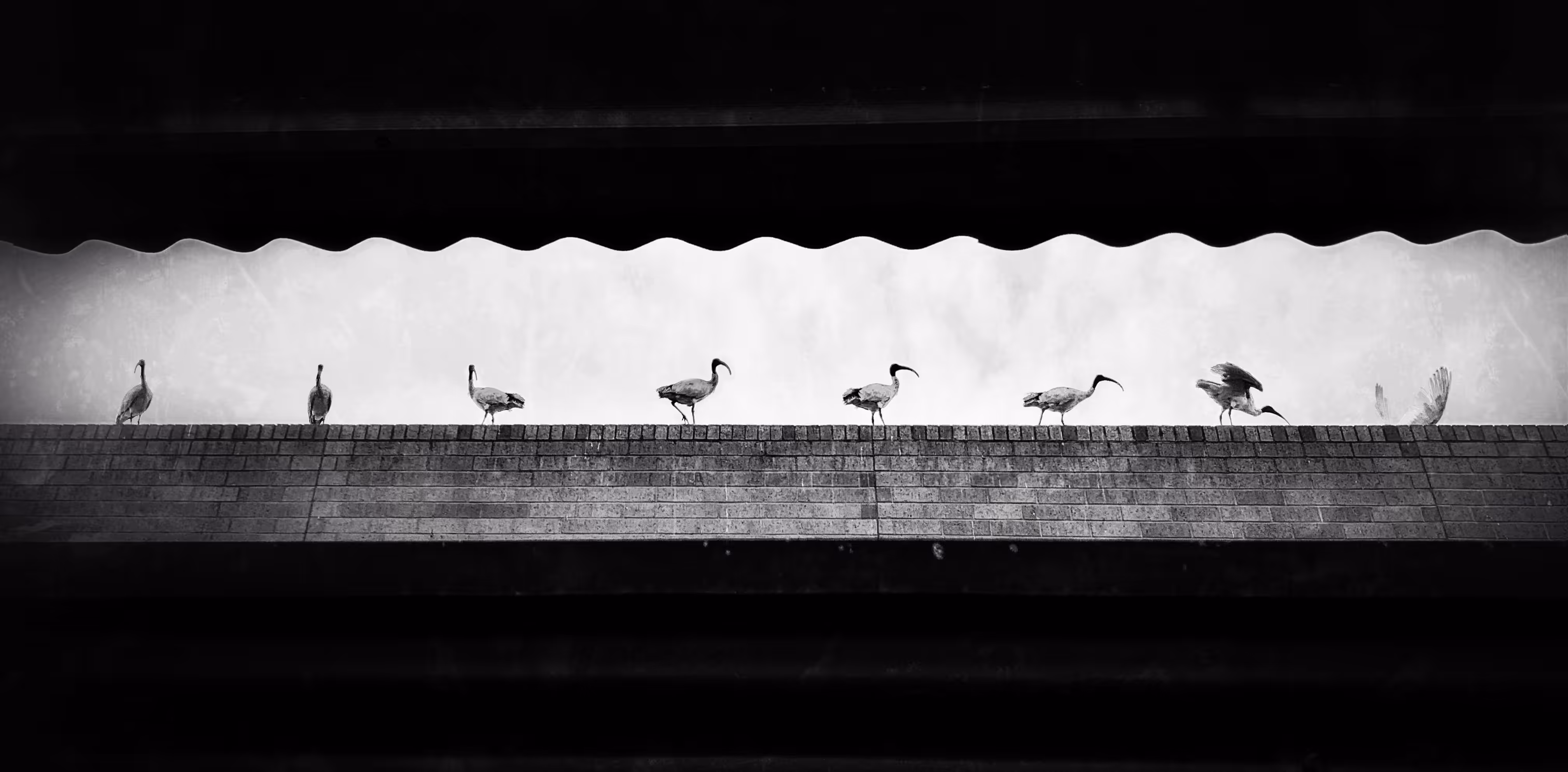 Australian White Ibis