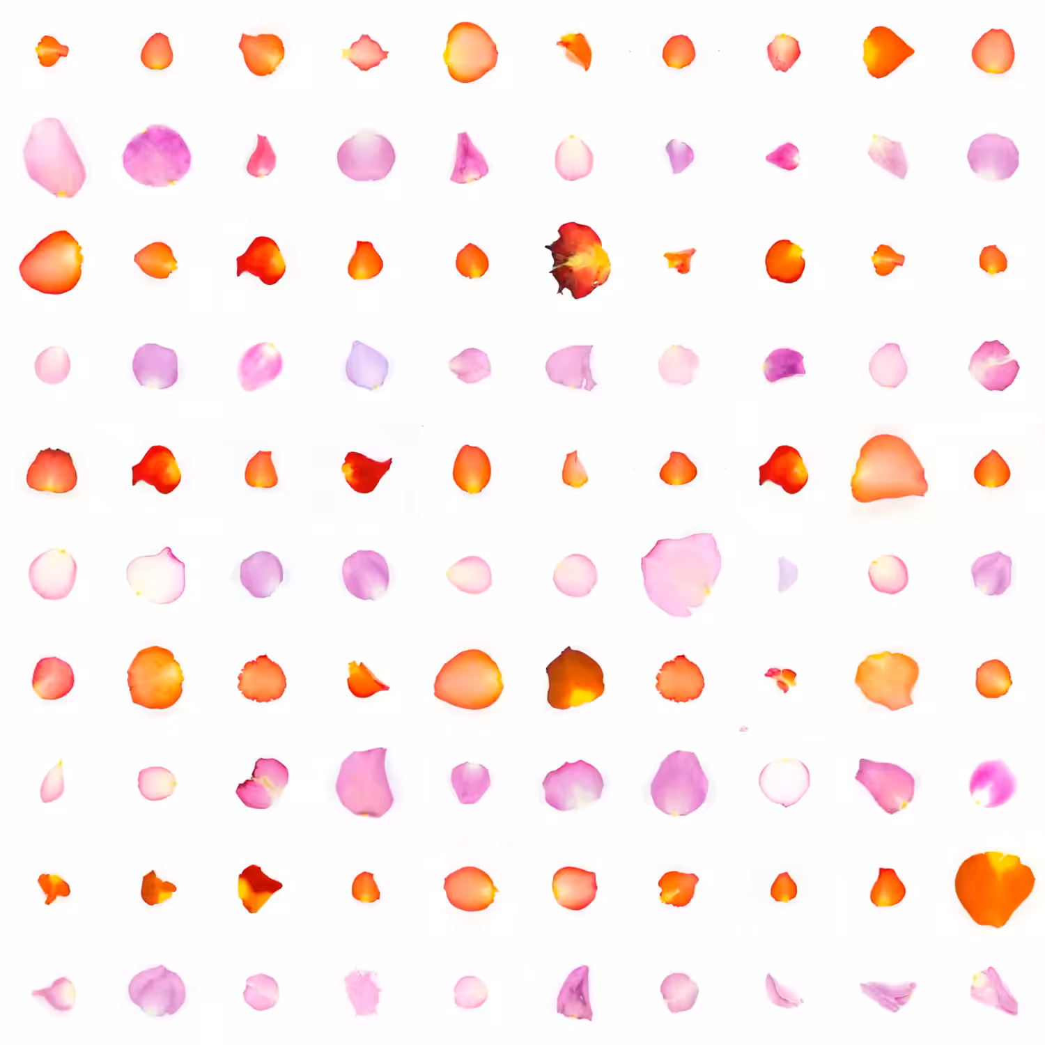 Infinite Petals 10x10#689669