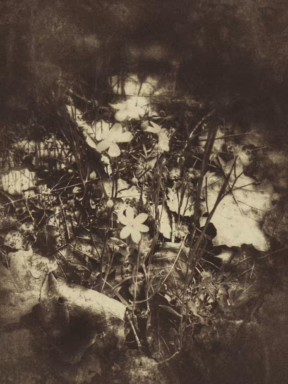 Nature Photography : She is a poem,