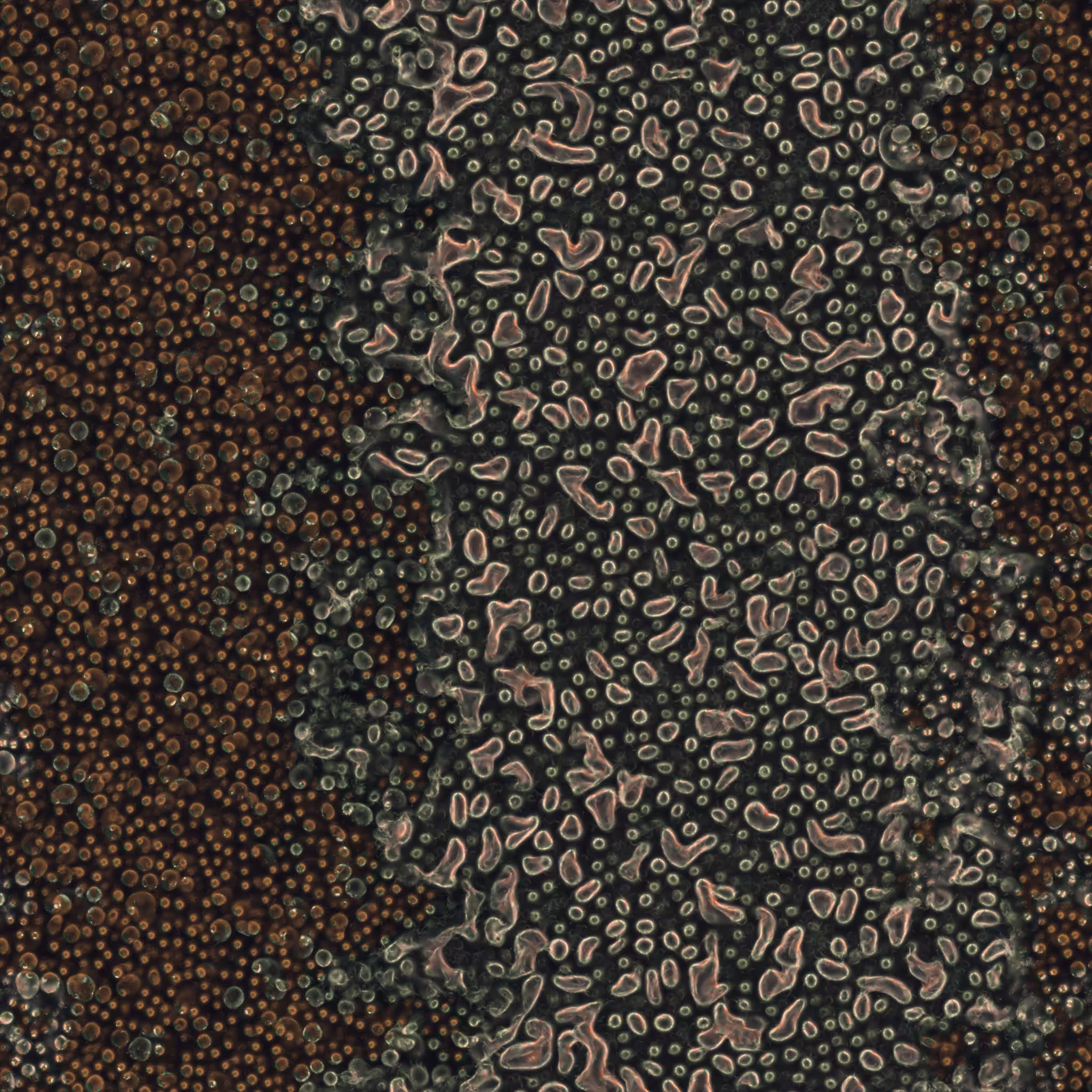 saprophyte #170