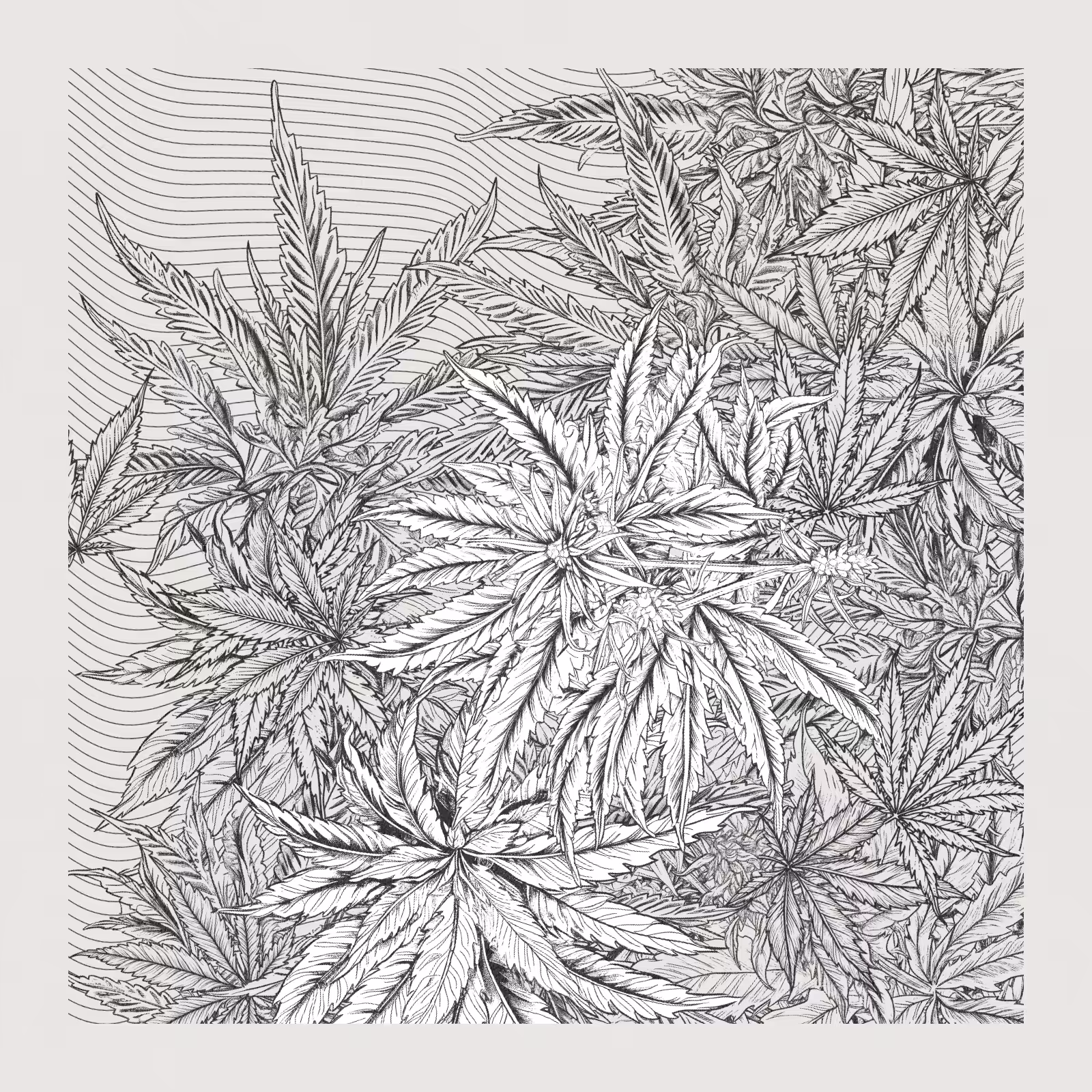 zancannabis #391