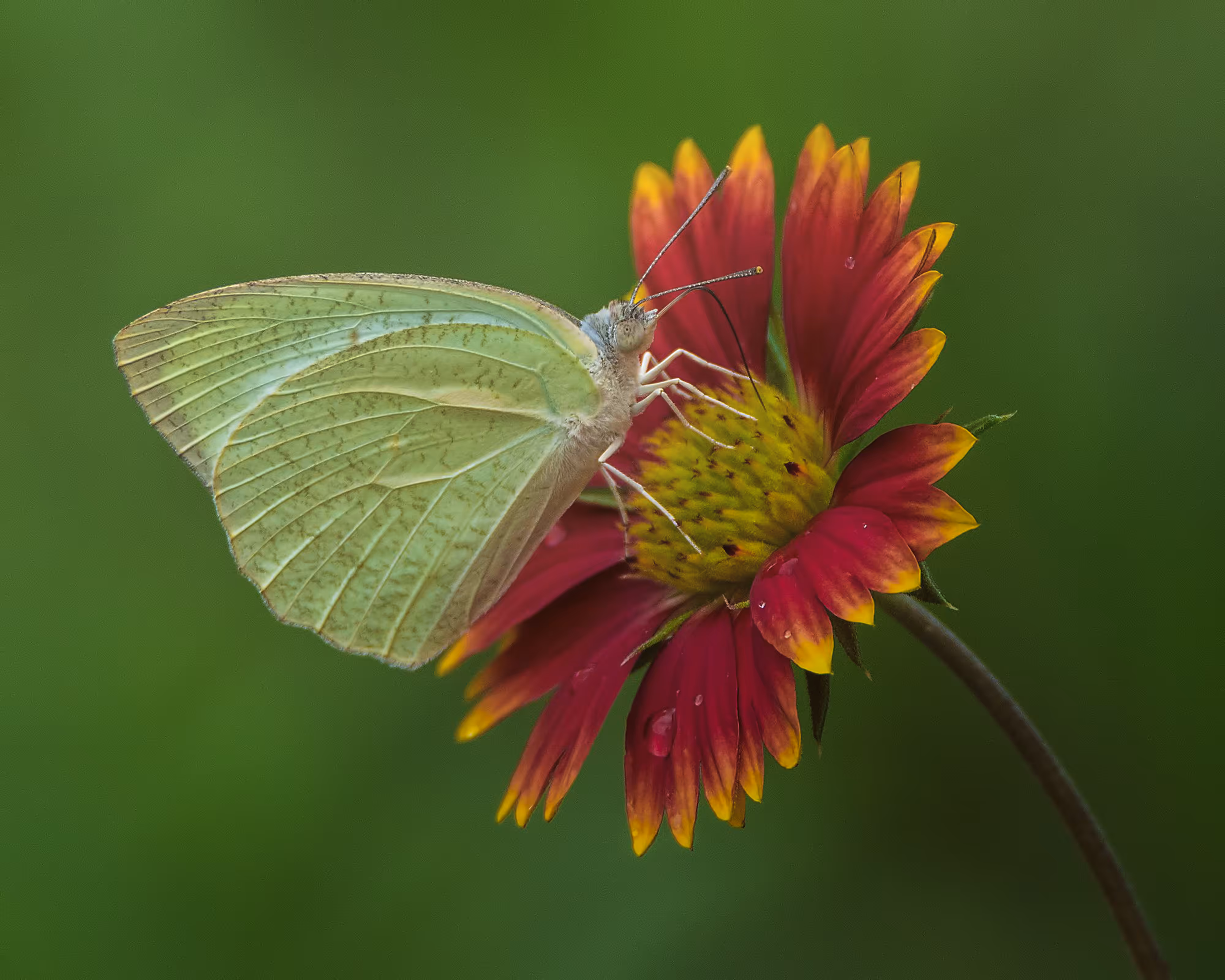 Mottled Emigrant