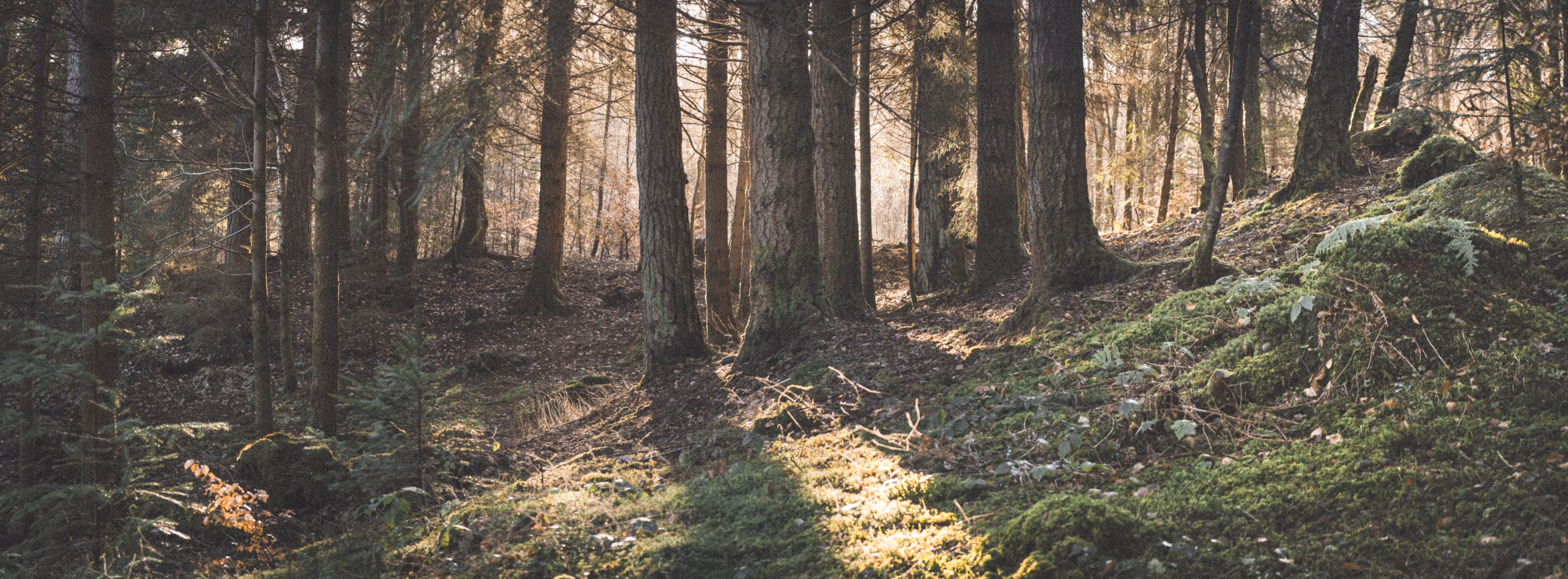 Forrest Floor | No. 1