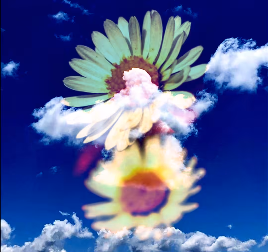FLYING DASIES