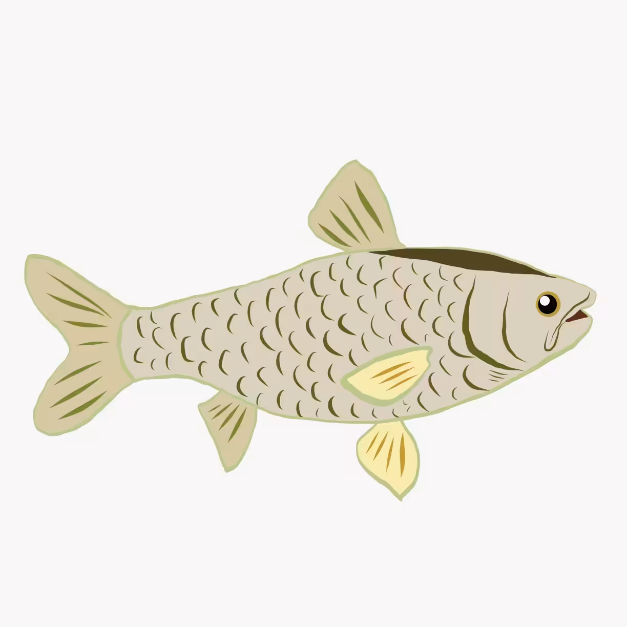 Lily the common carp