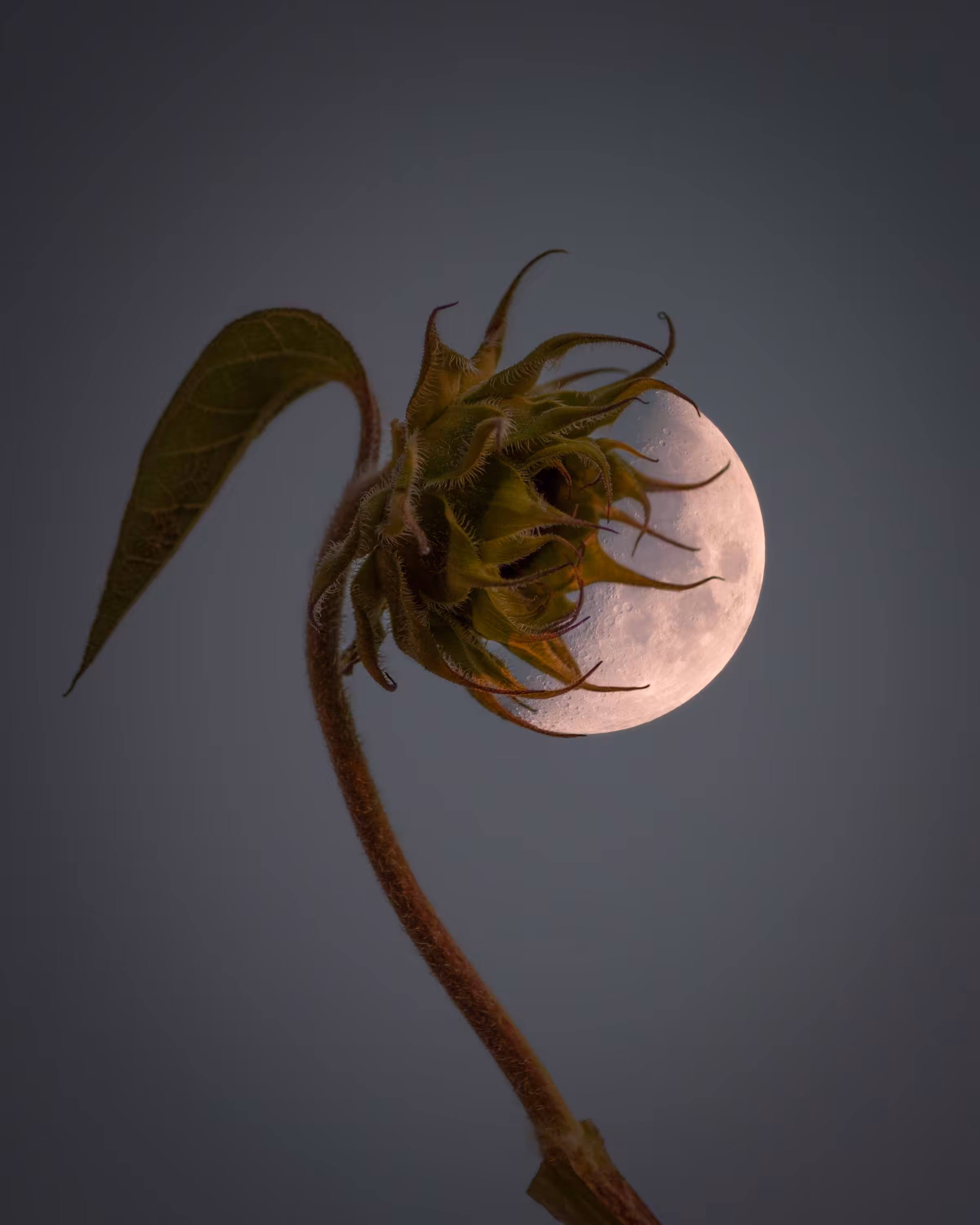 Sunflower & Moon