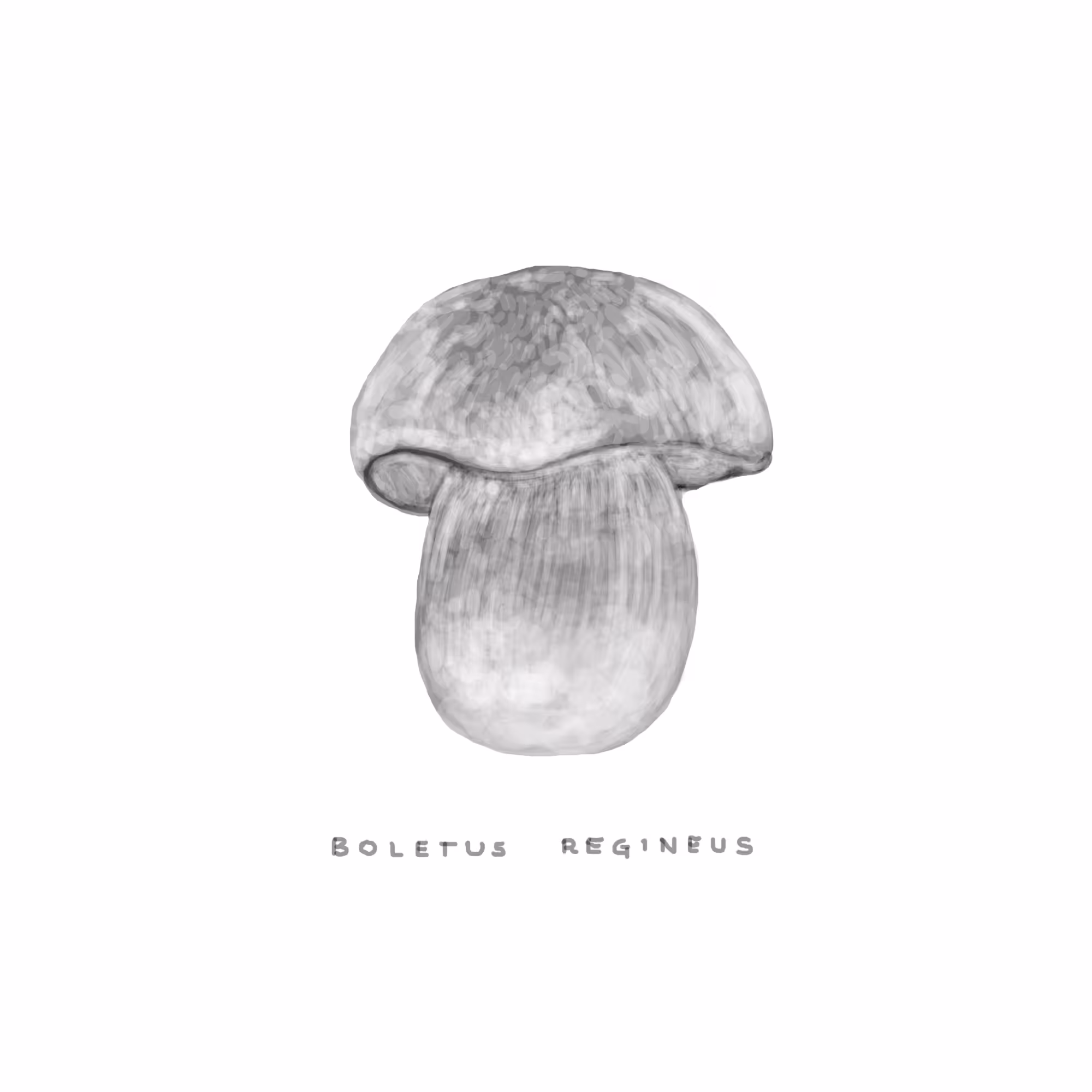 #3 BULKY - Boletus Regineus