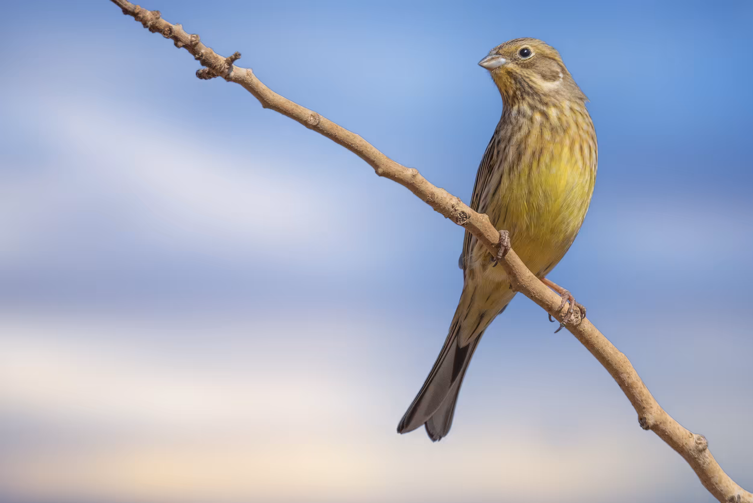 birds #yellowhammer
