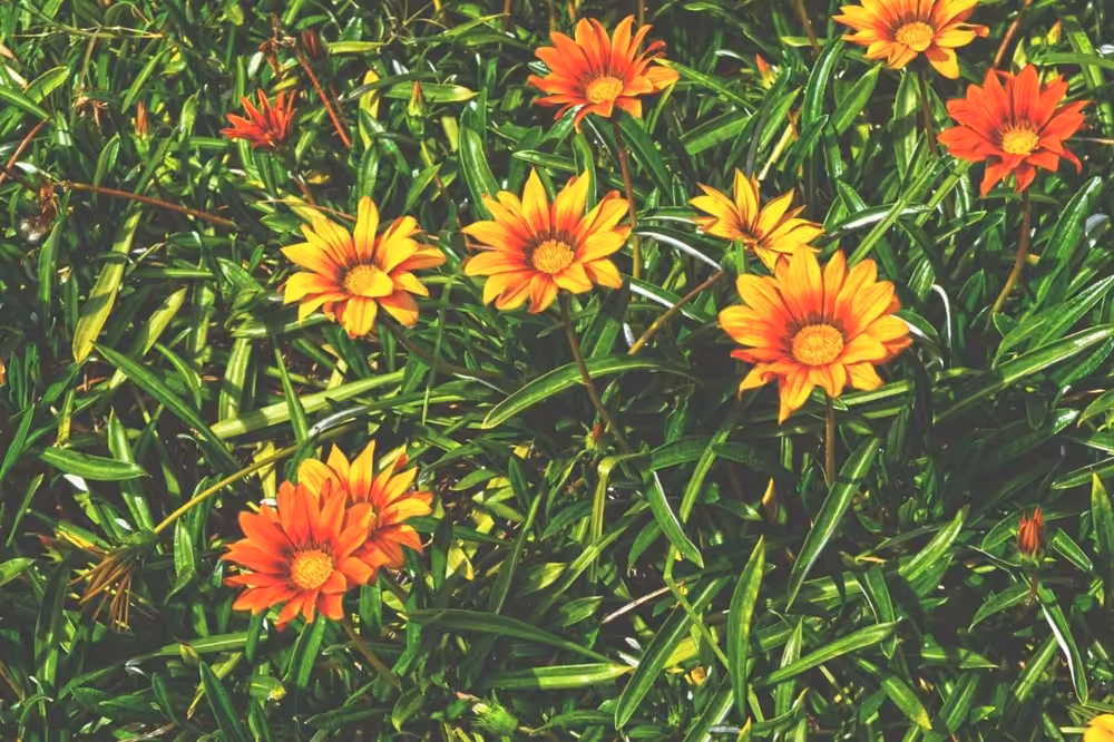 In a Sea of Flowers #1