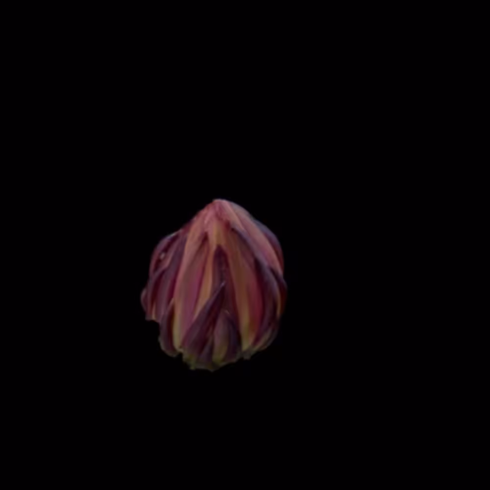 One Blooming Flower