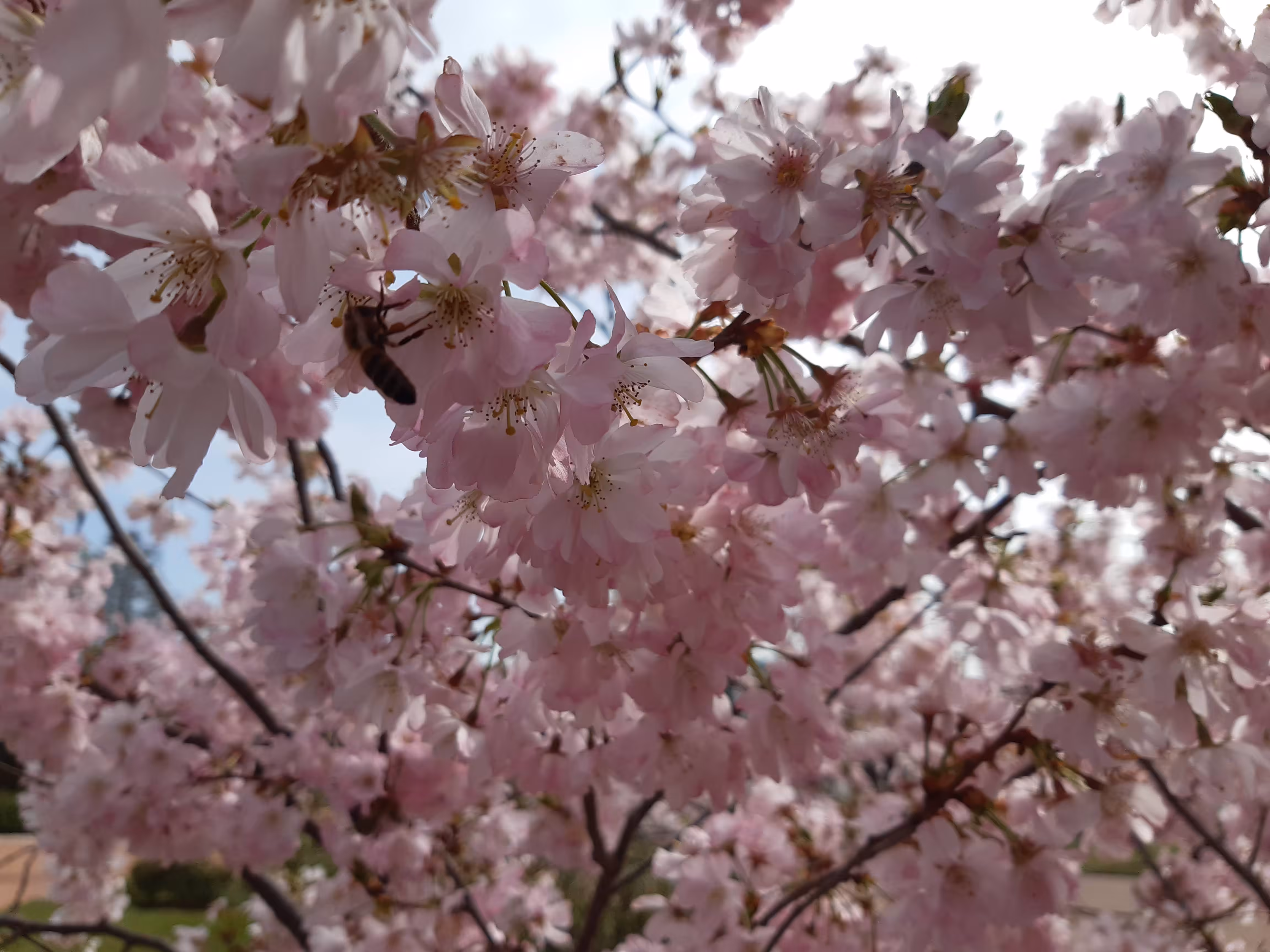Spring love