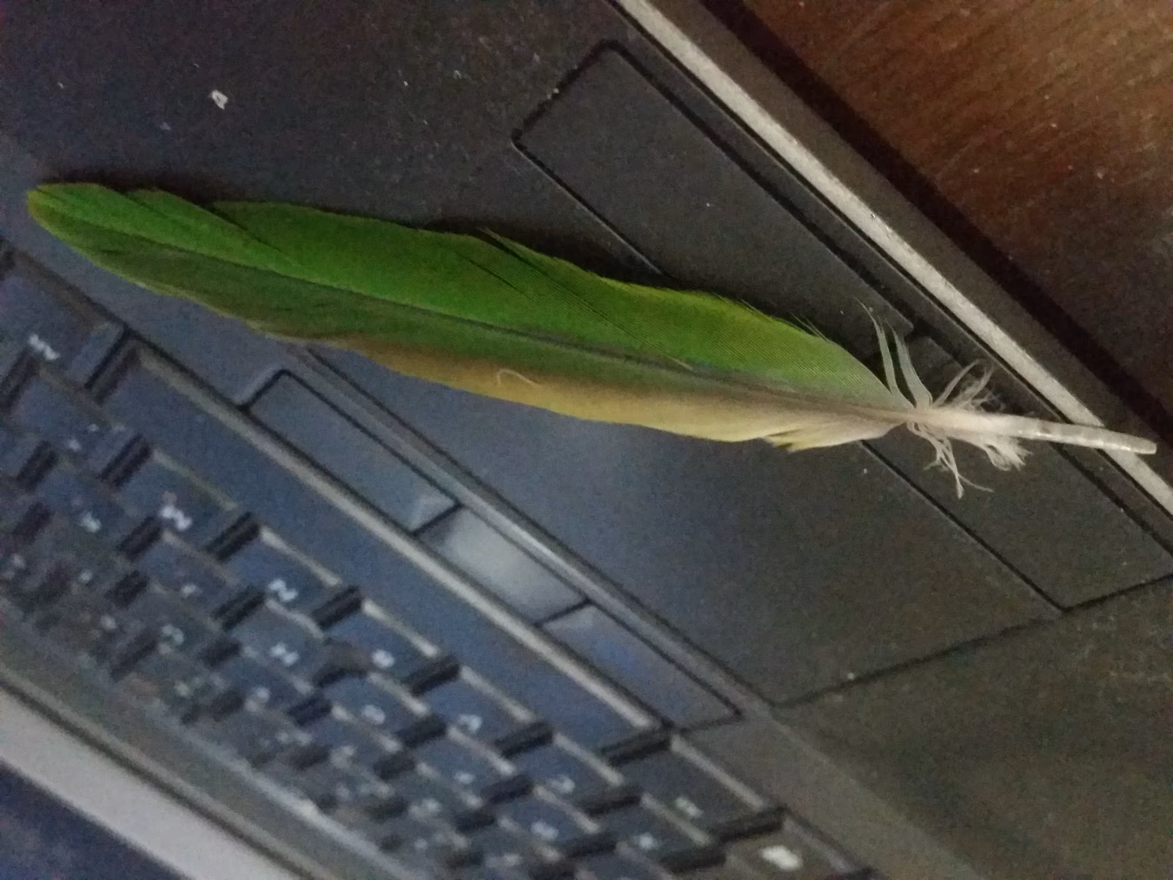 Feather [raw]
