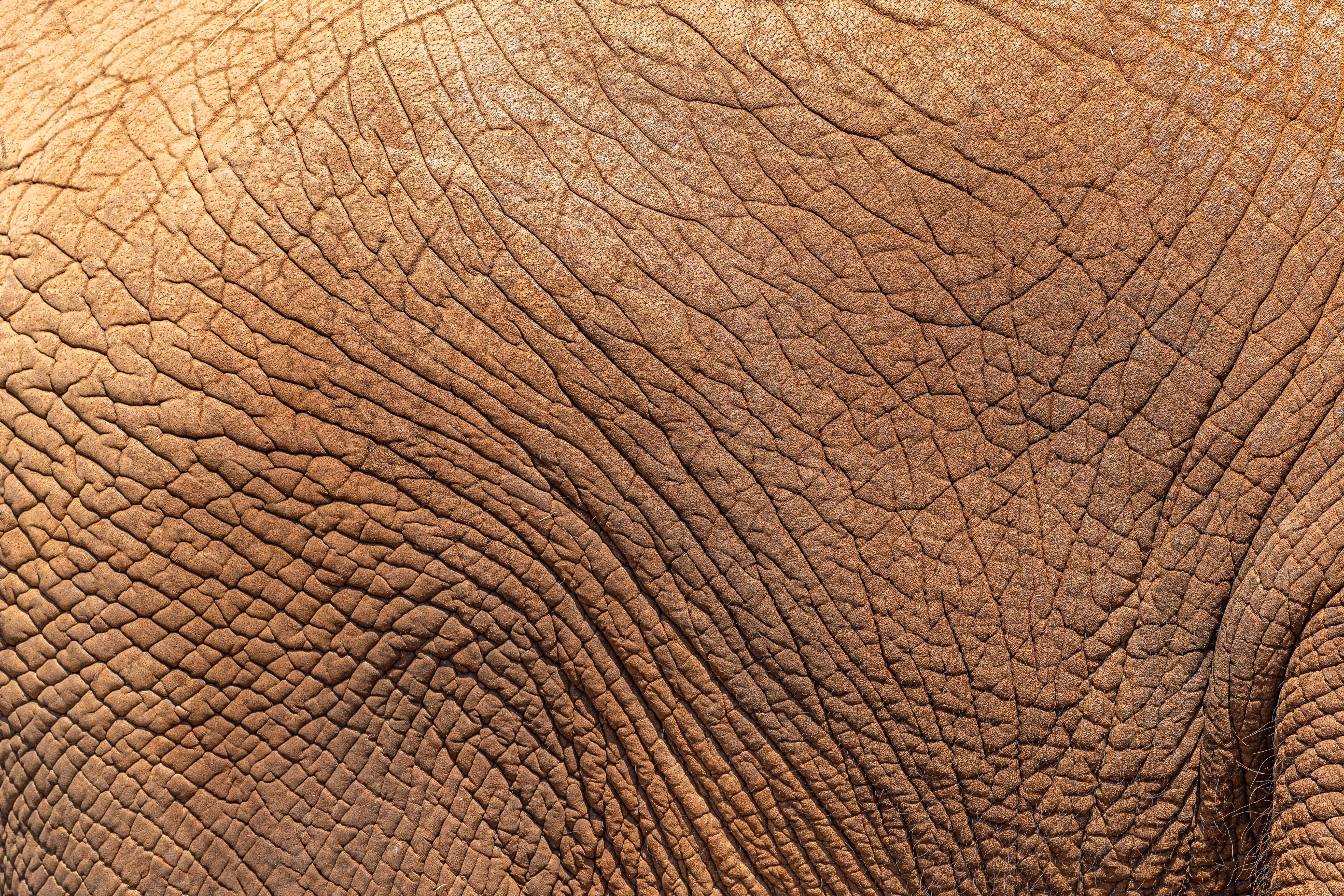 Elephant Landscape