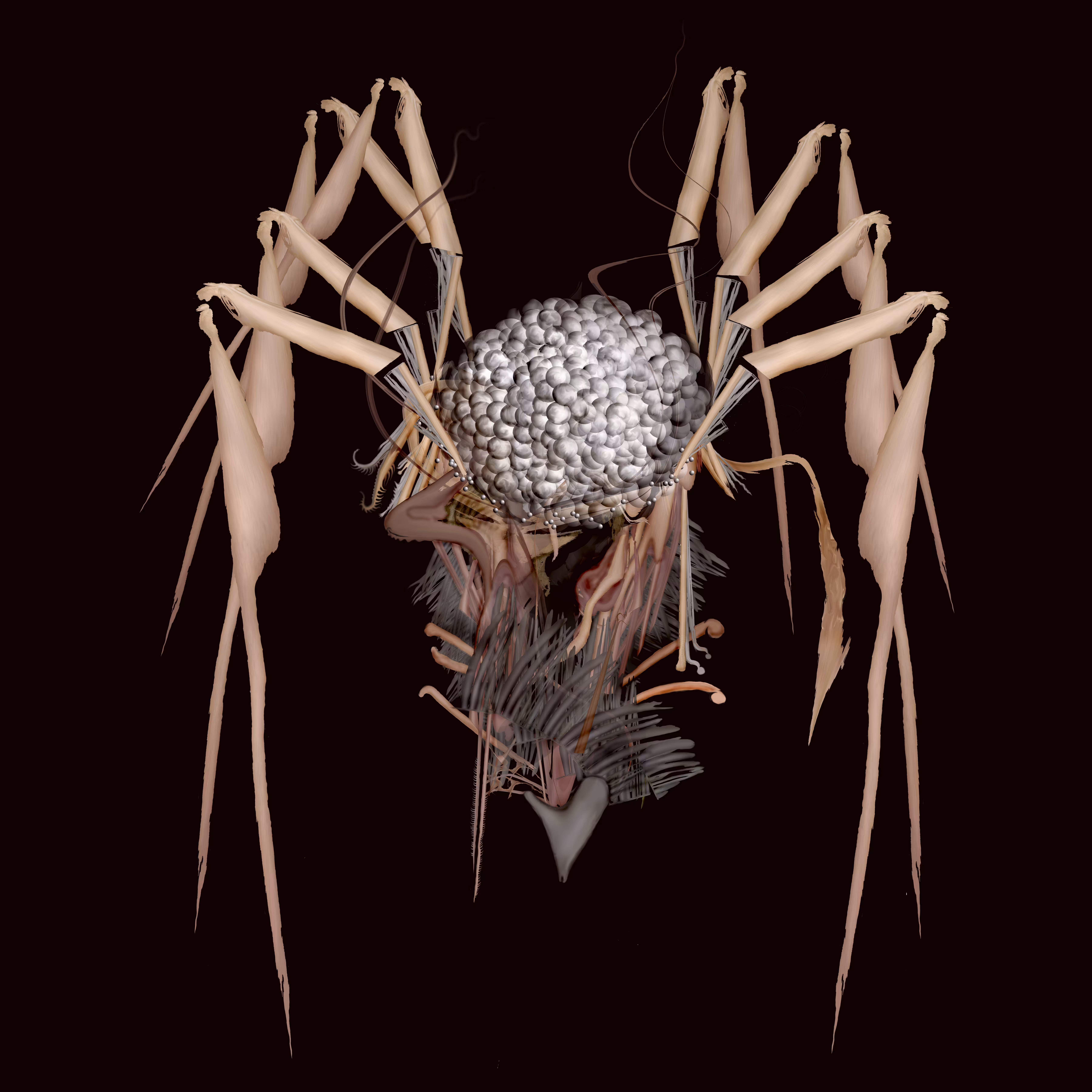 Spider 1.0