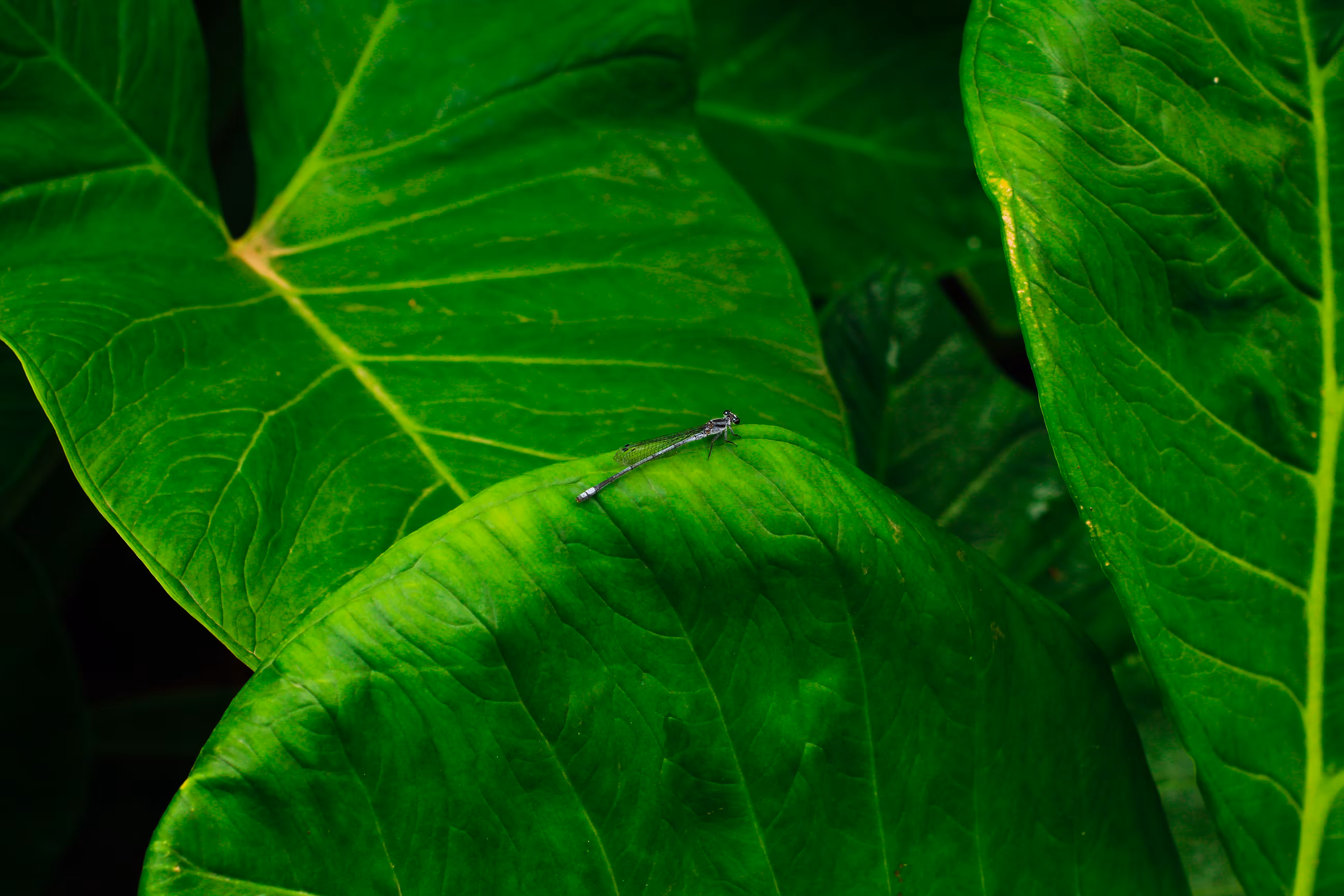 VISITOR 