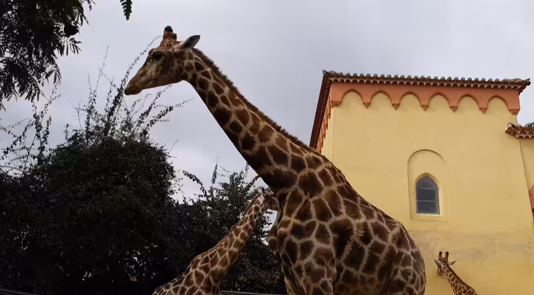 Giraffes Between Us