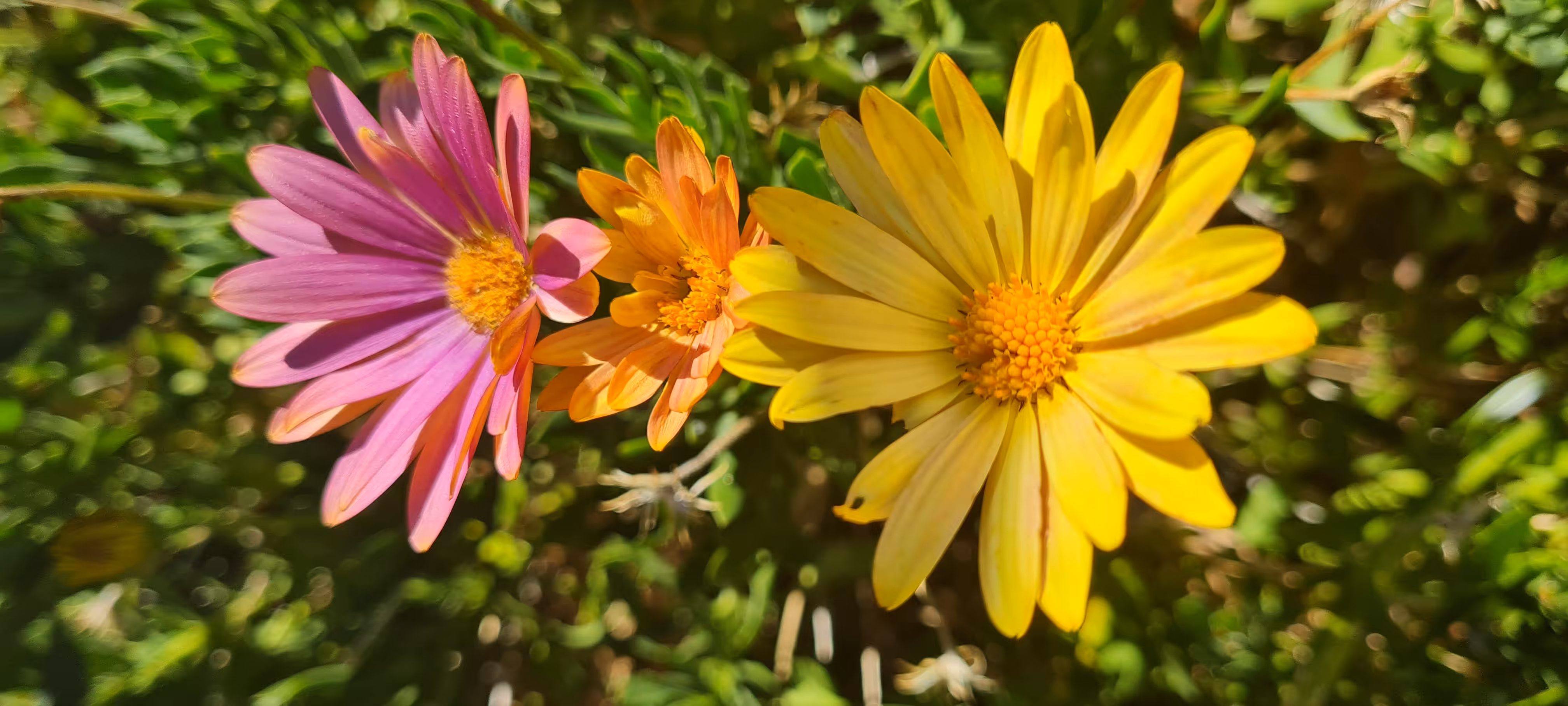 Daisies 