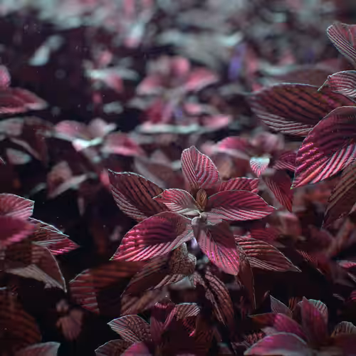 Strobilantes red