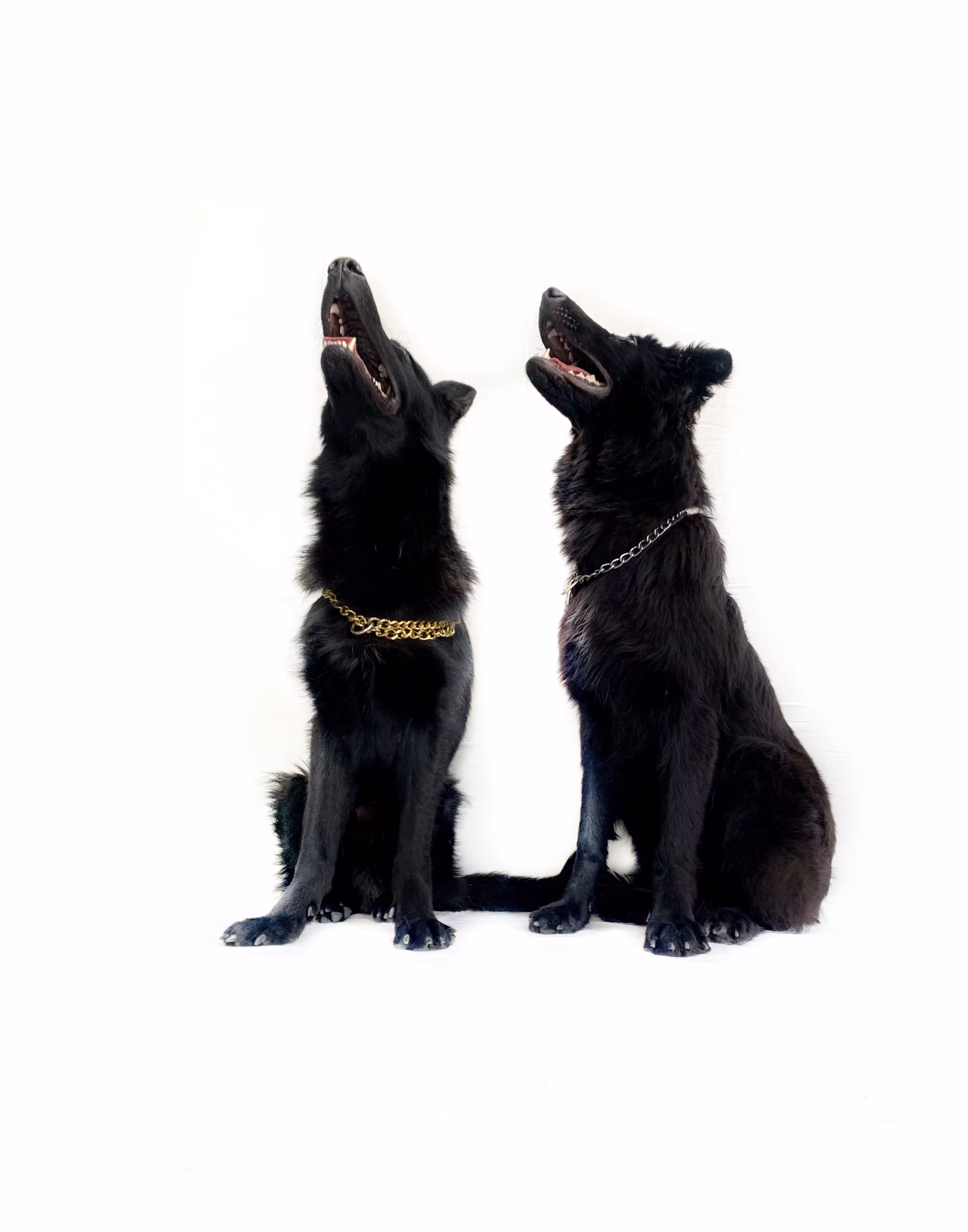 DOG  photography