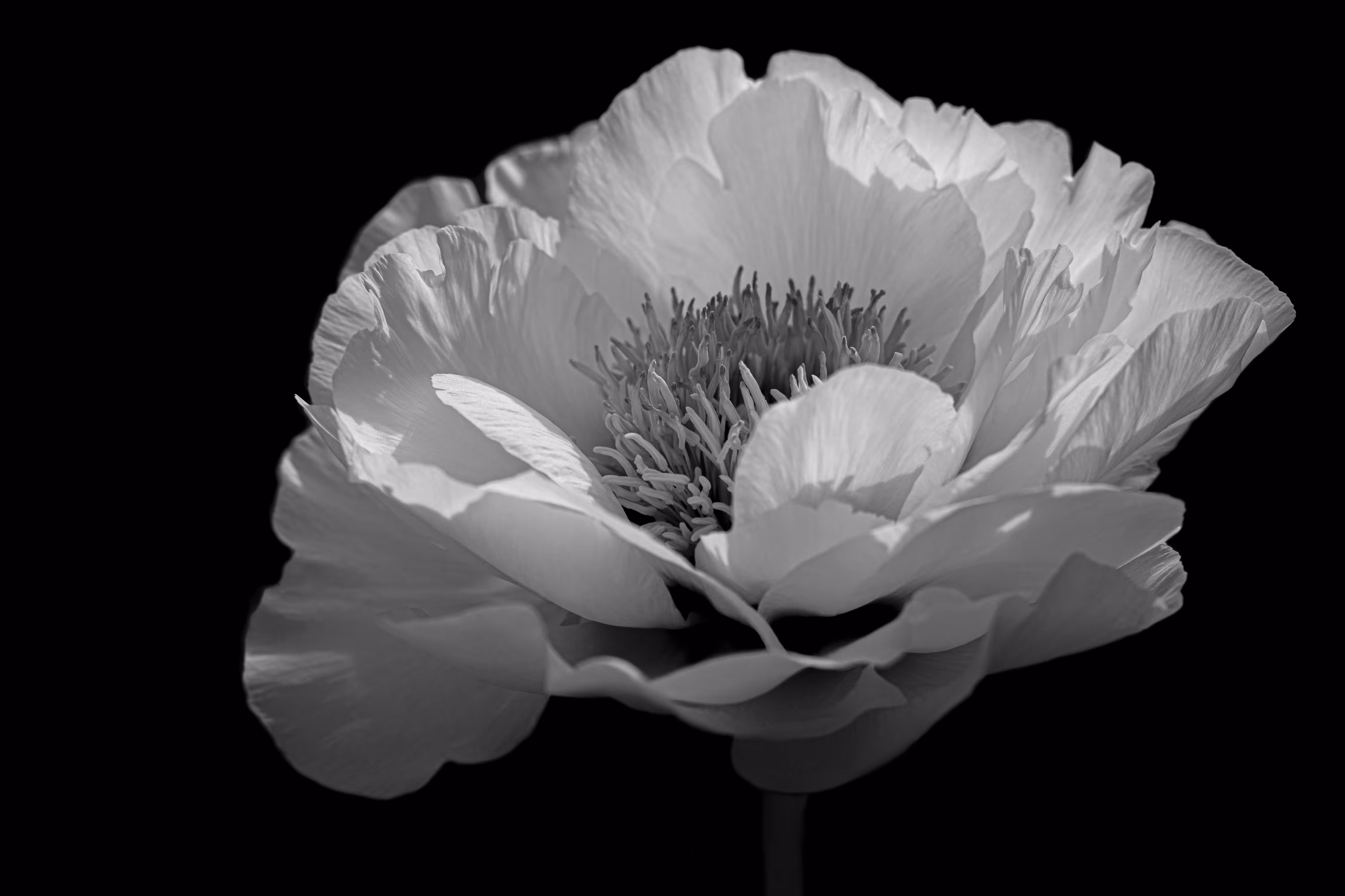 King of Flowers