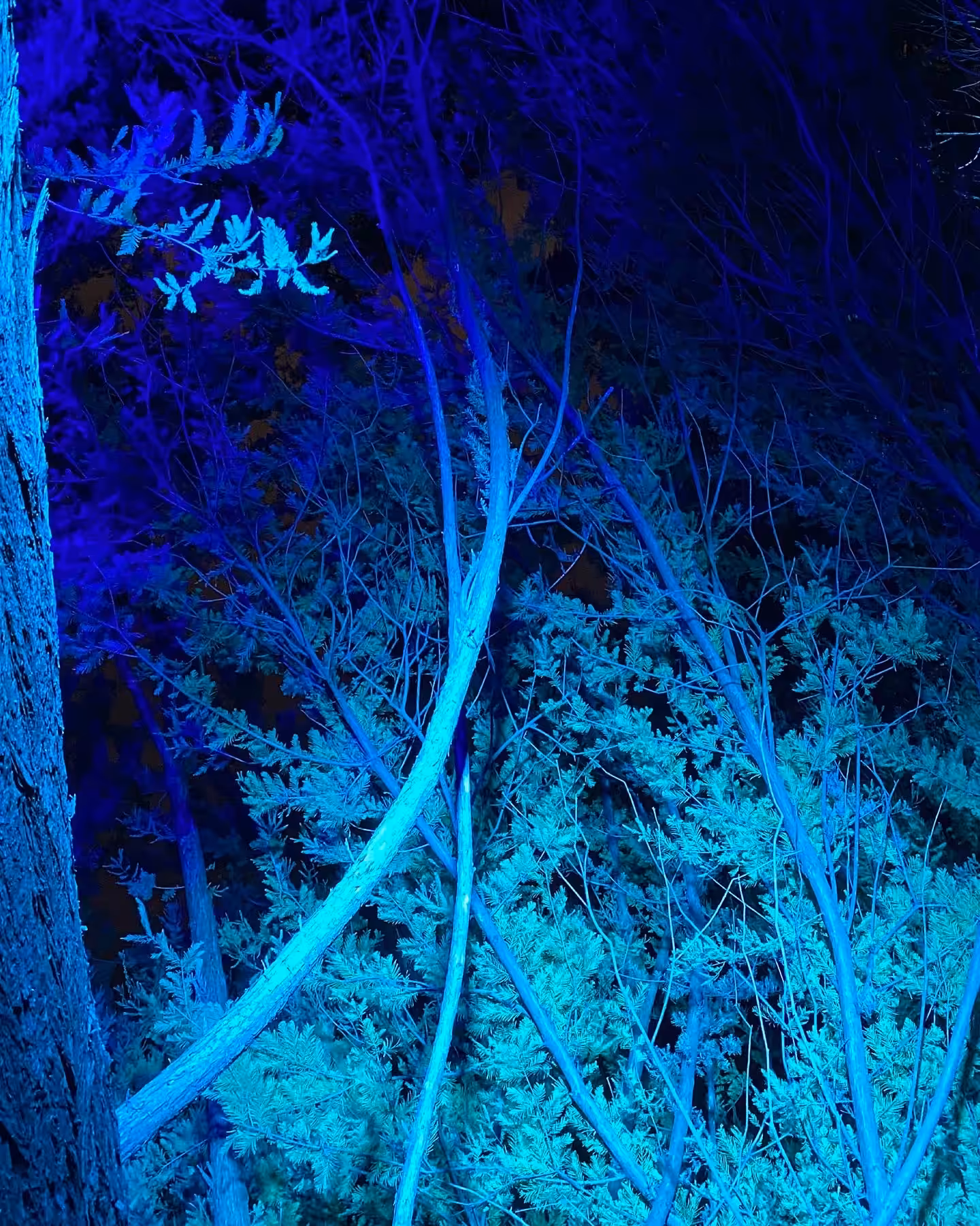 PHOSPHORESCENCE