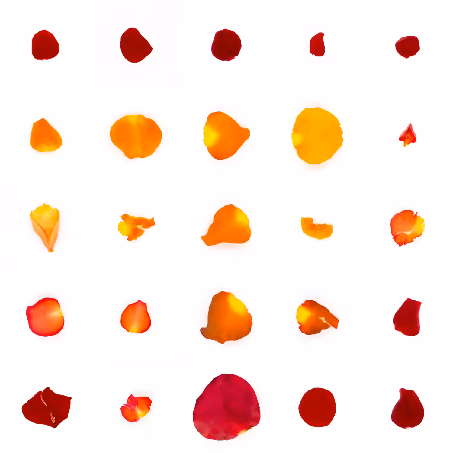 Infinite Petals 5x5#21187