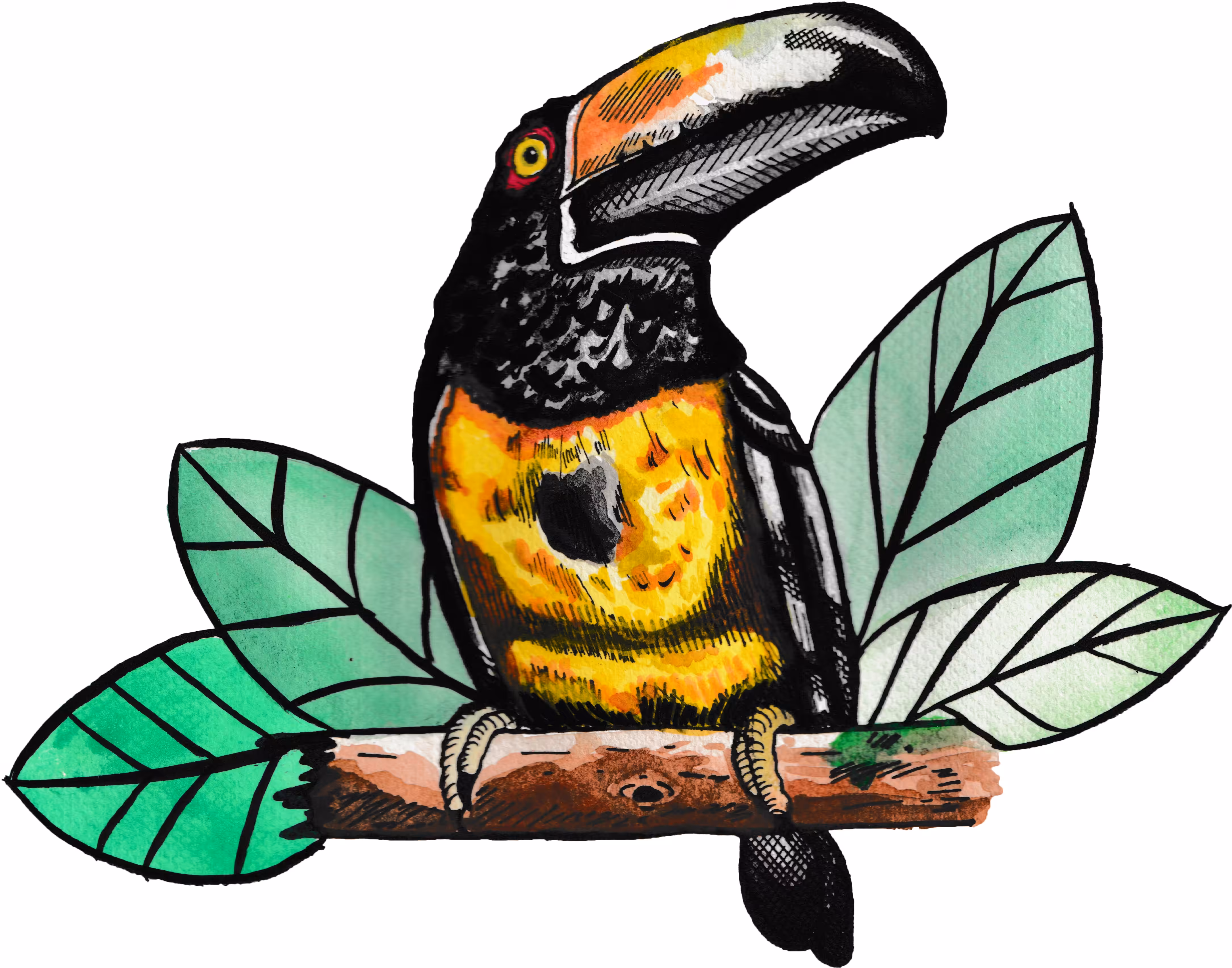 Aracari