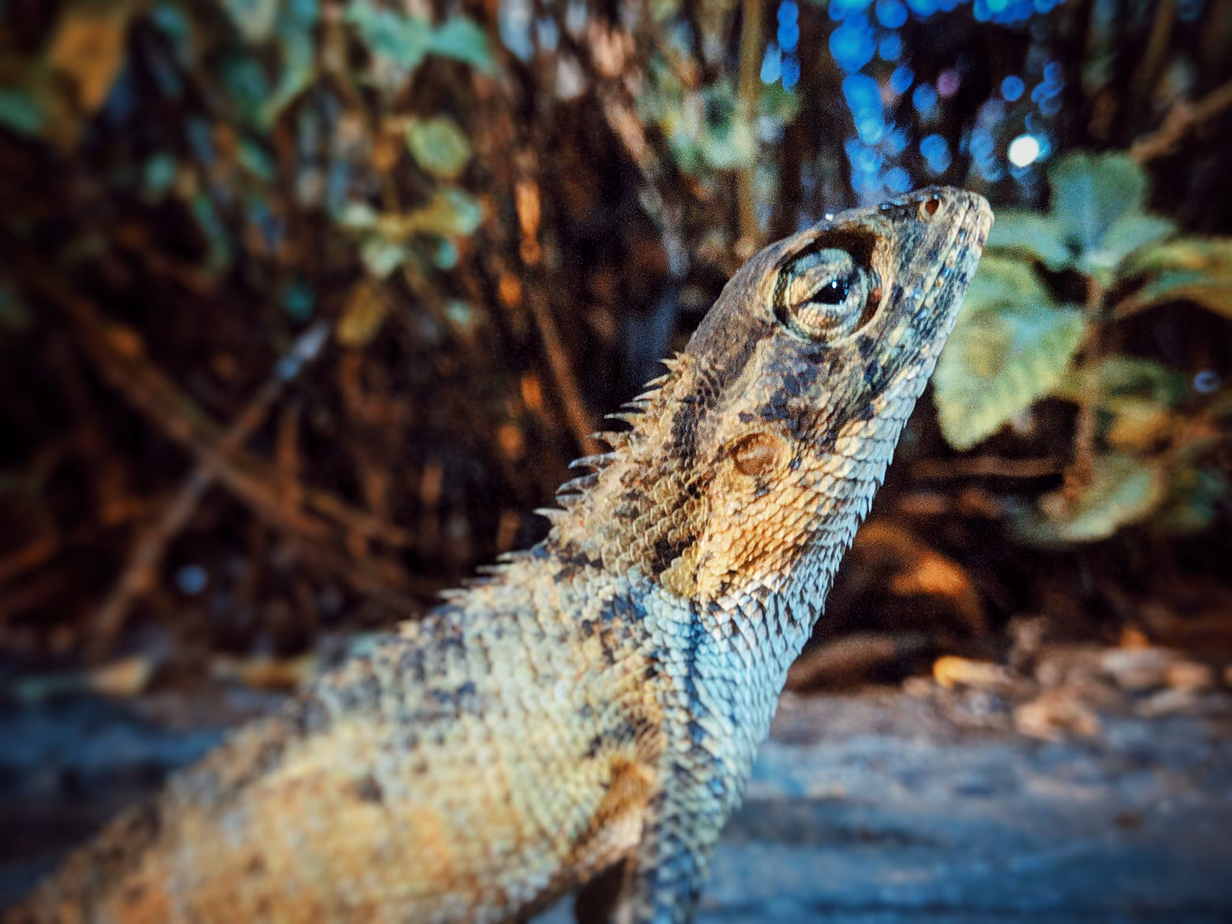 Reptile