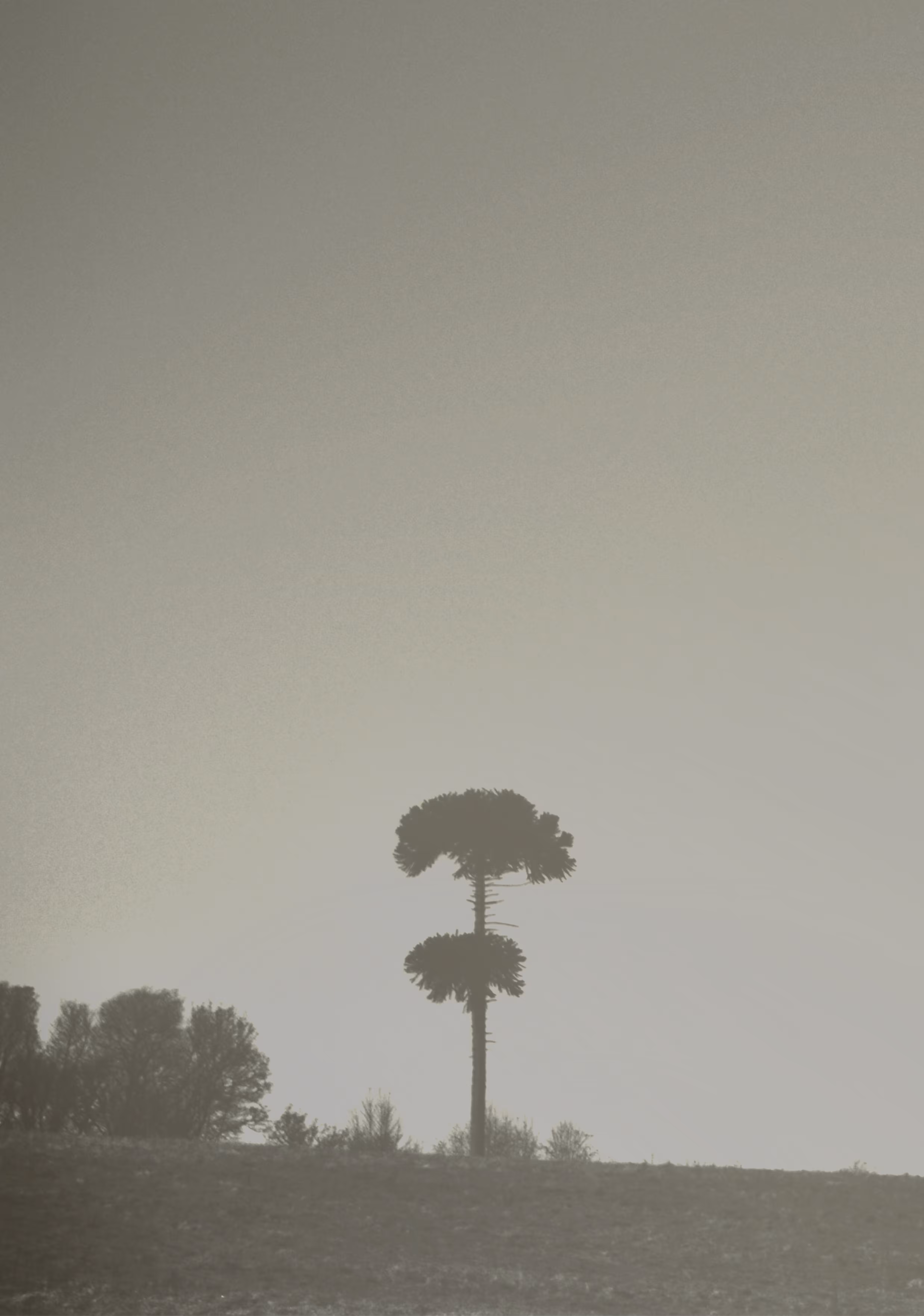 The Forest Optimist 4
