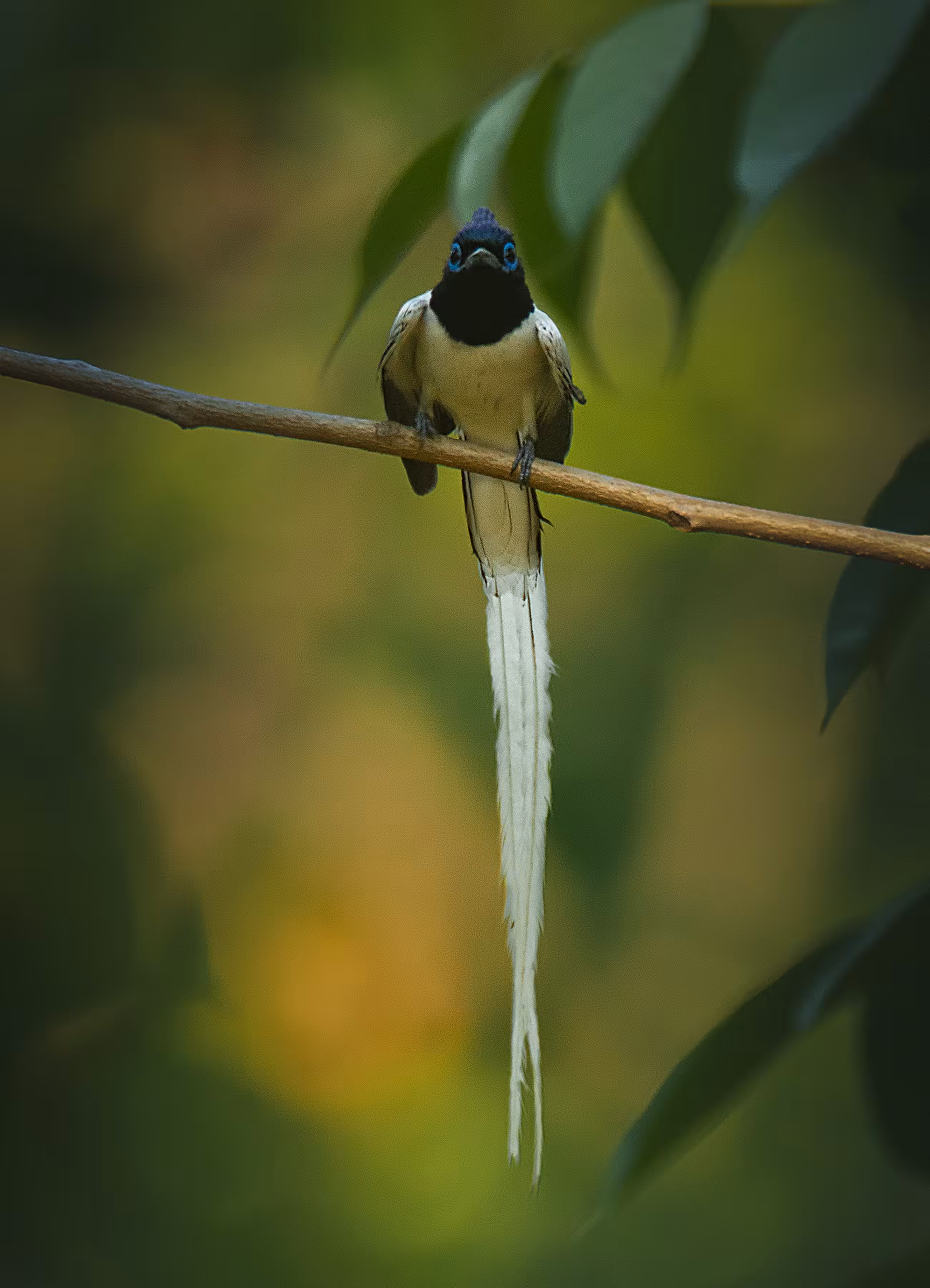 Indian Paradise Flycatcher