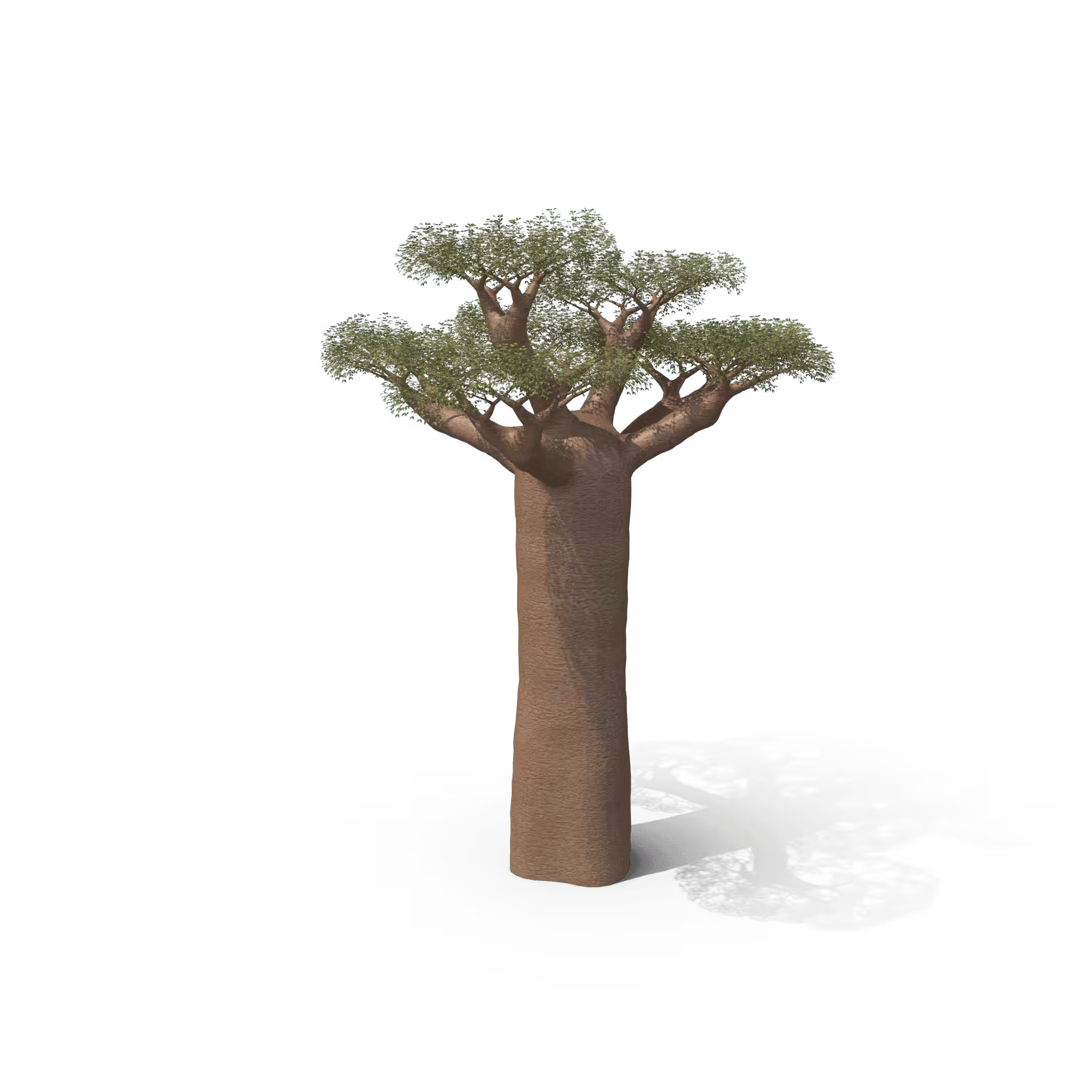 Your Tree I Baobab