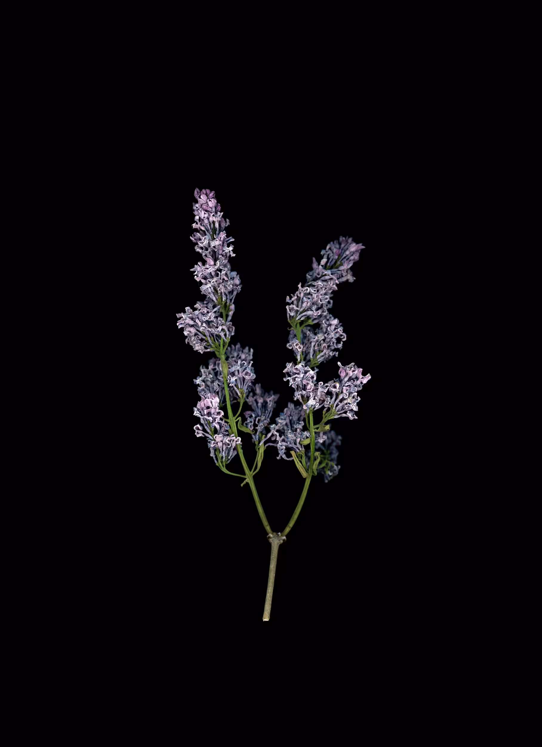 Lilac (2020)