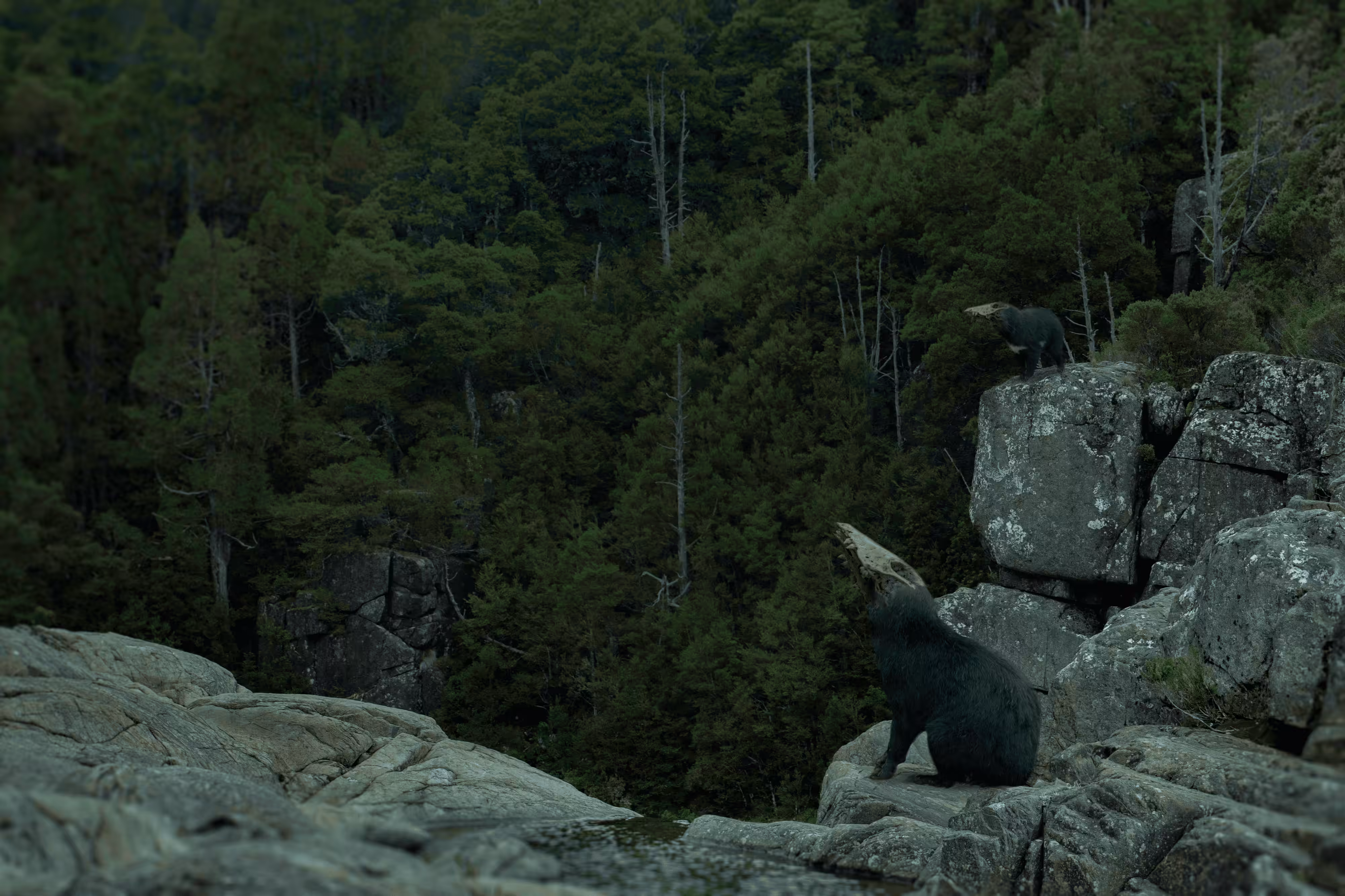 Sarcophilus Forest 