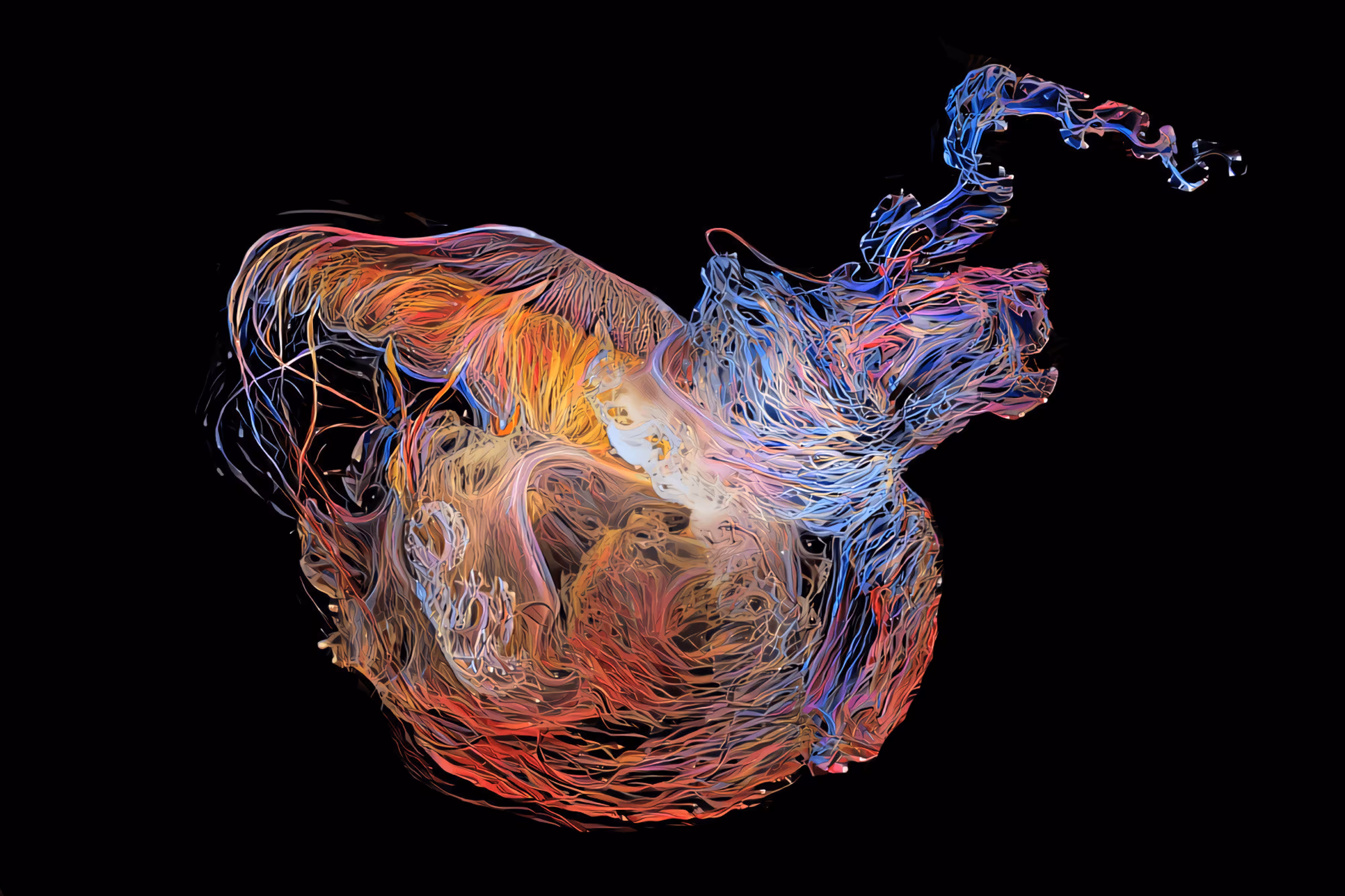 Jellyfish